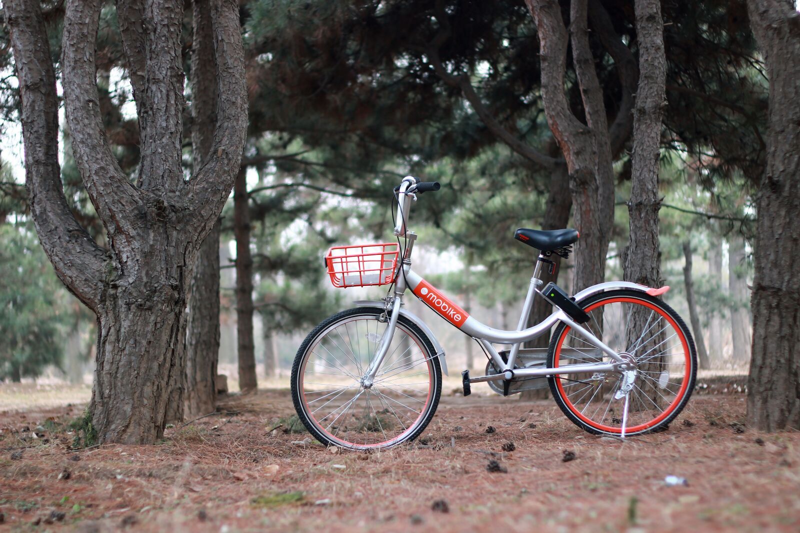 Canon EOS 600D (Rebel EOS T3i / EOS Kiss X5) + Canon EF 50mm F1.8 II sample photo. Bicycle, bike, mount worship photography