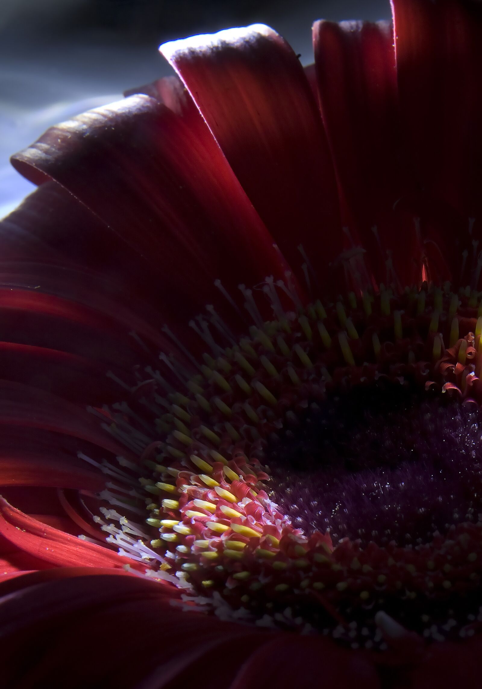 Canon EOS 5D sample photo. Flower, pedals, garden photography