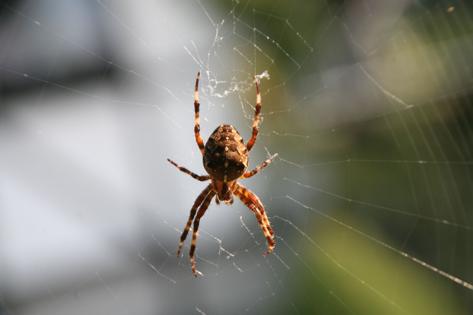Canon EOS 5D sample photo. Spider, web, arachnid photography