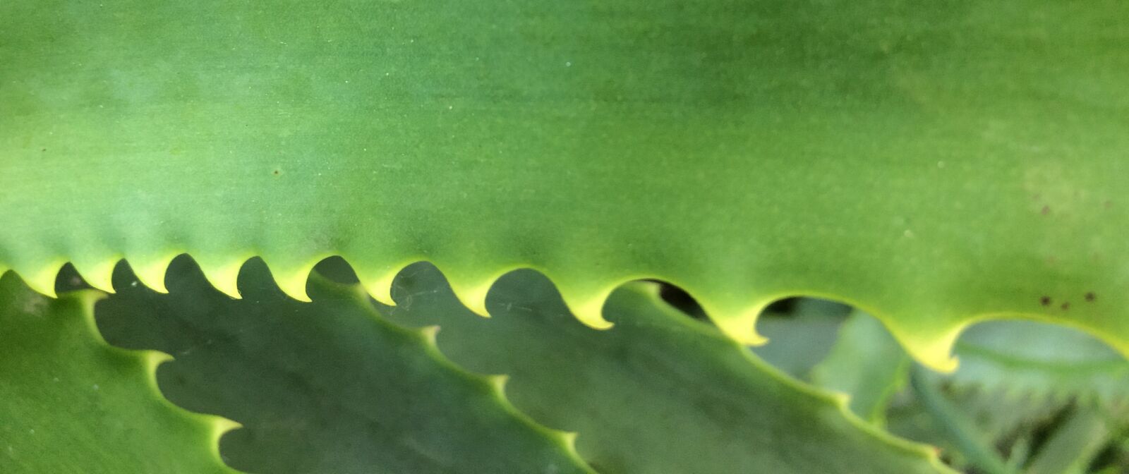iPhone 5s back camera 4.15mm f/2.2 sample photo. Green, yellow, nature photography
