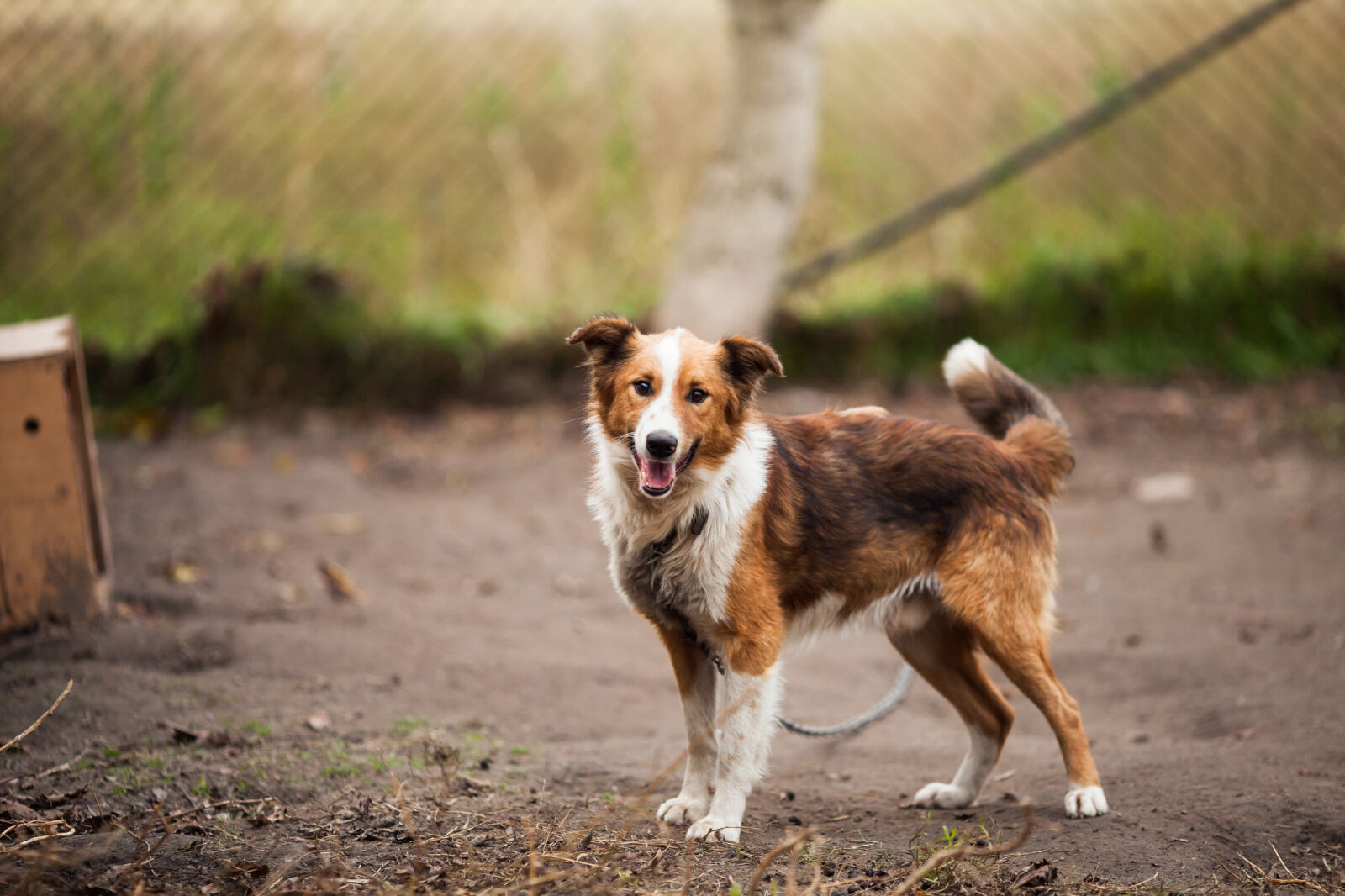 Canon EF 135mm F2L USM sample photo. Border, collie, outdoor, near photography
