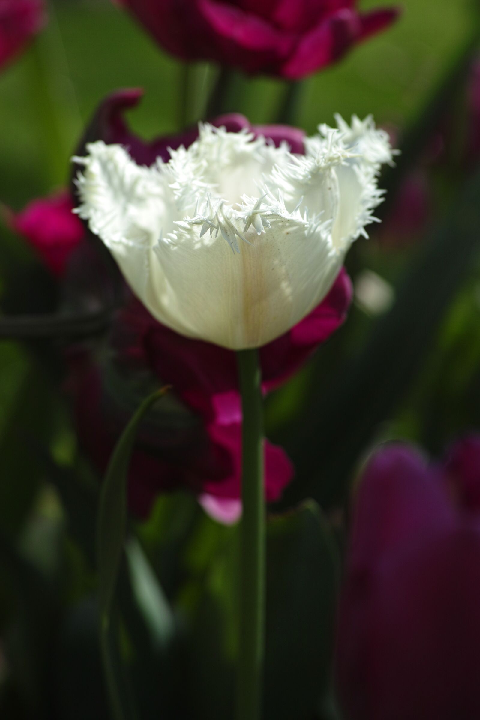 Sigma DP3 Merrill sample photo. Tulips, flower, flowers photography