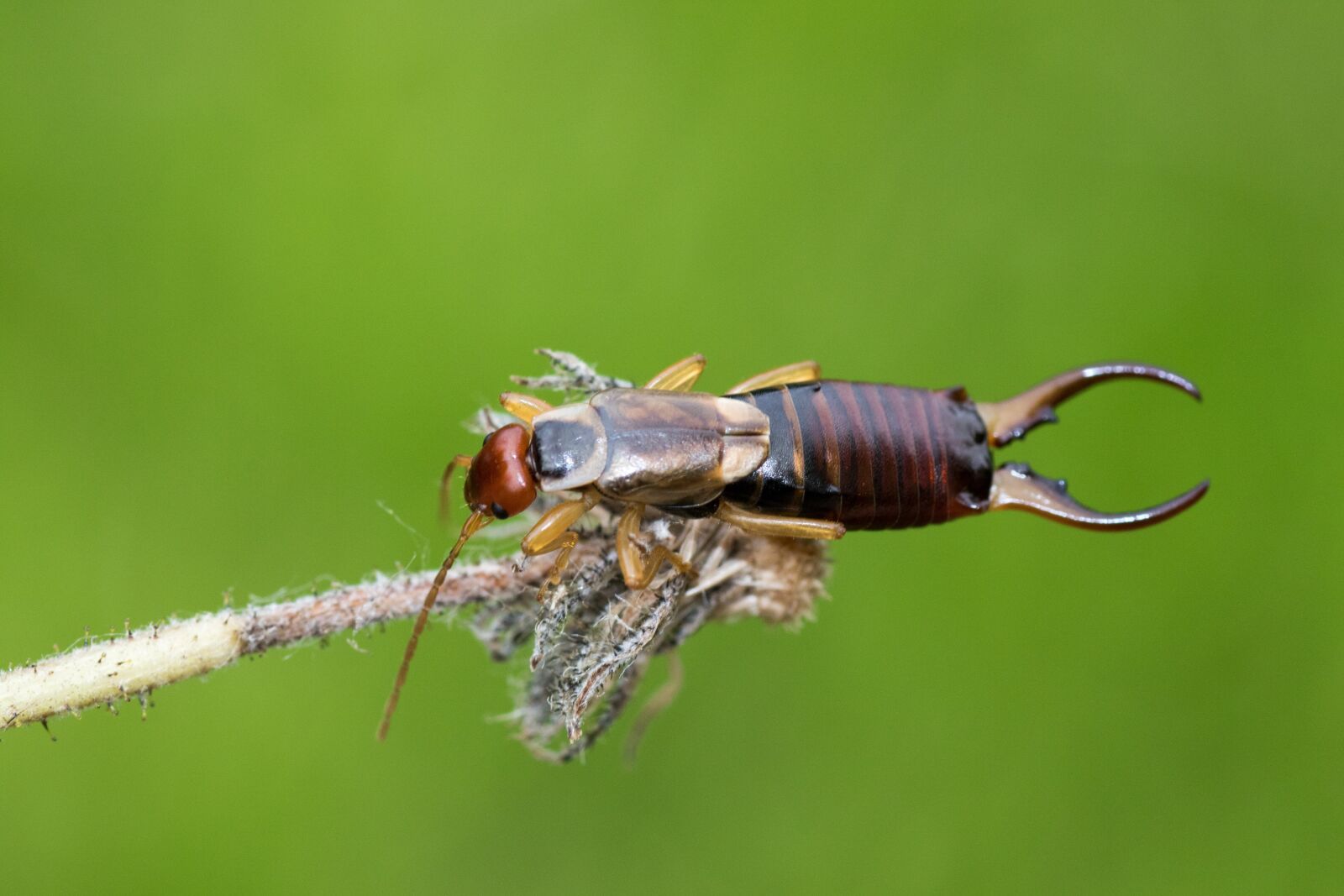 Canon EOS 7D Mark II sample photo. Earwig, earwigs, dermaptera photography