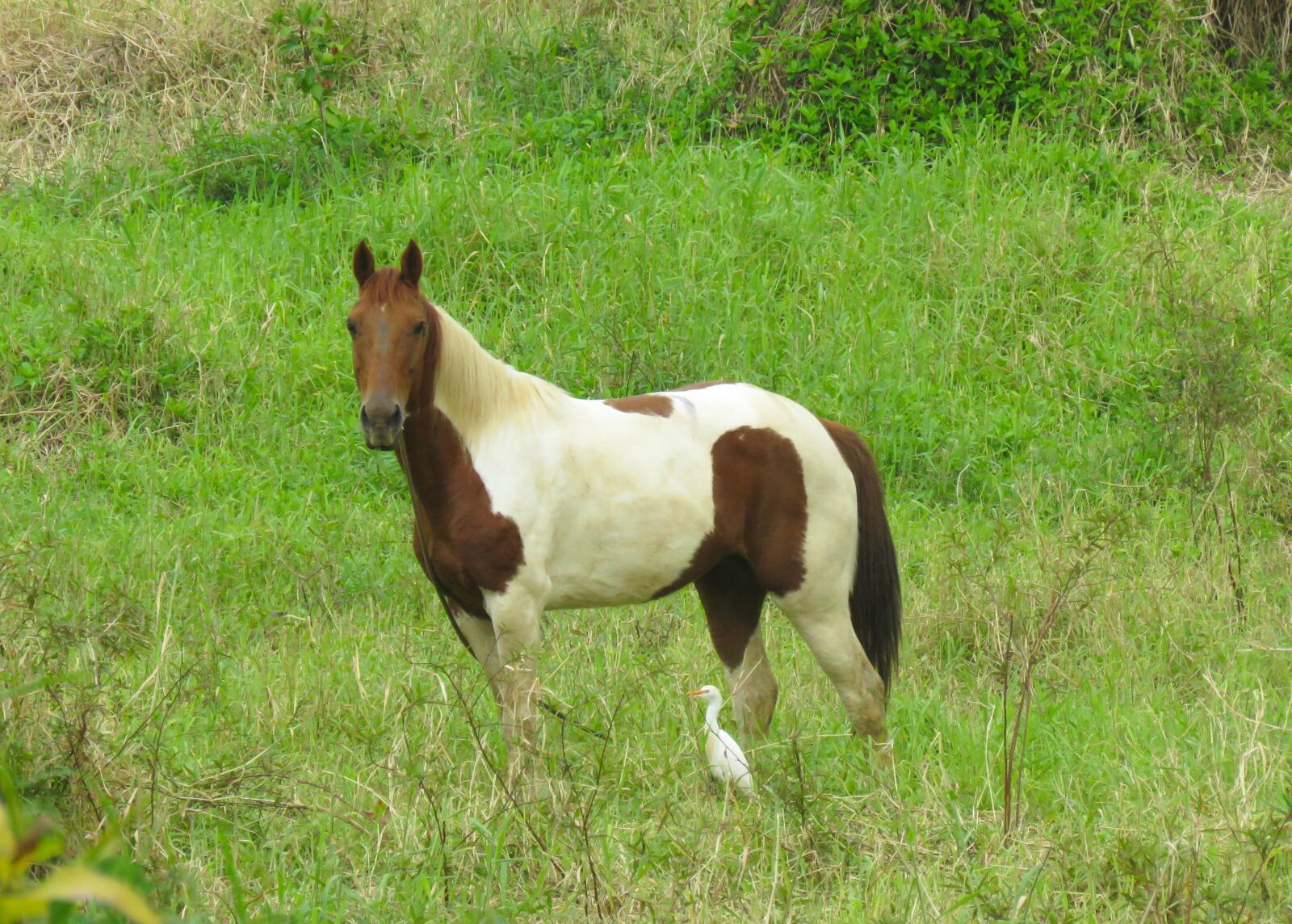 Canon PowerShot SX60 HS sample photo. Horse, egret and horse photography