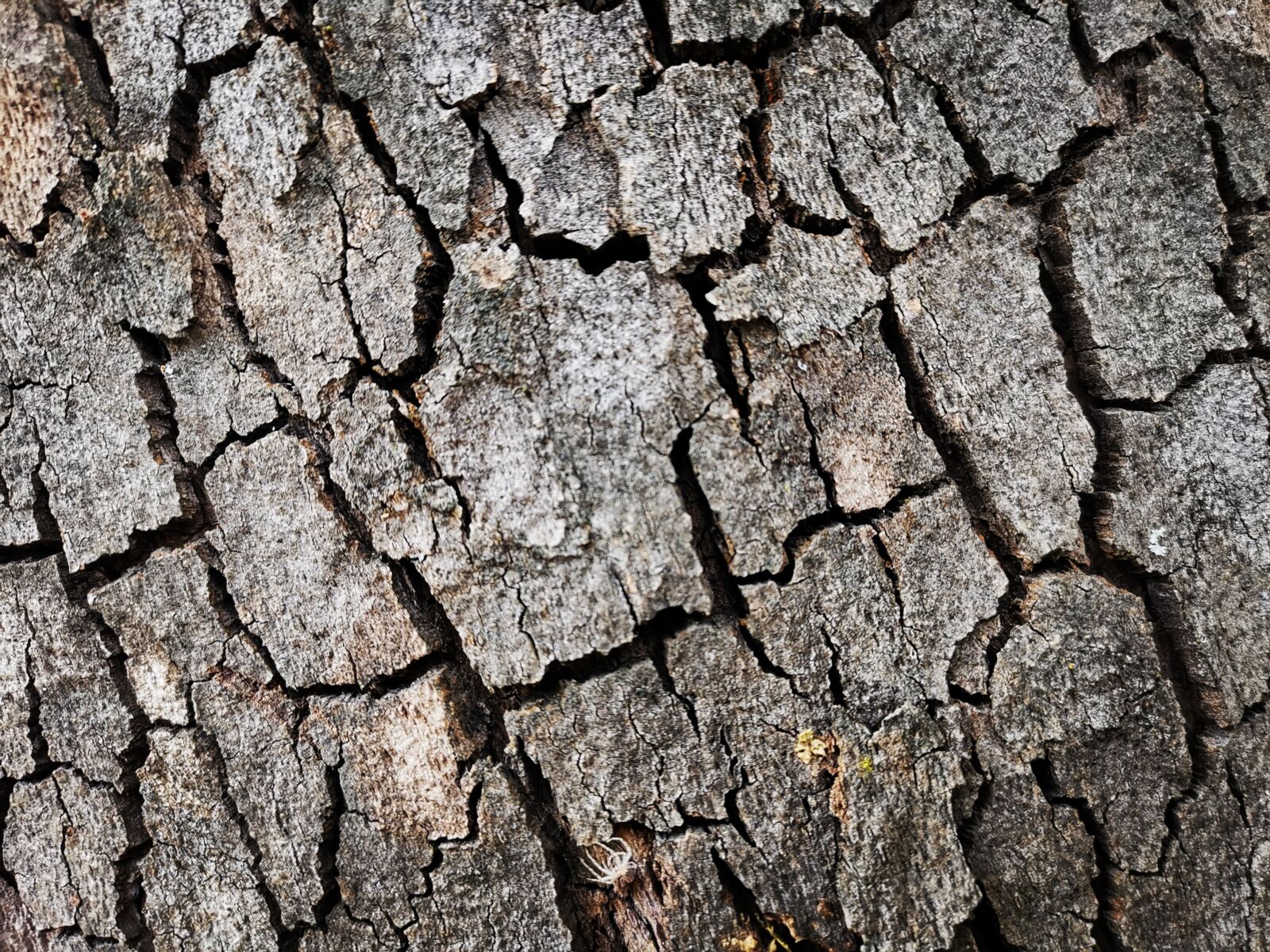 HUAWEI LYA-L29 sample photo. Tree, wood, texture photography