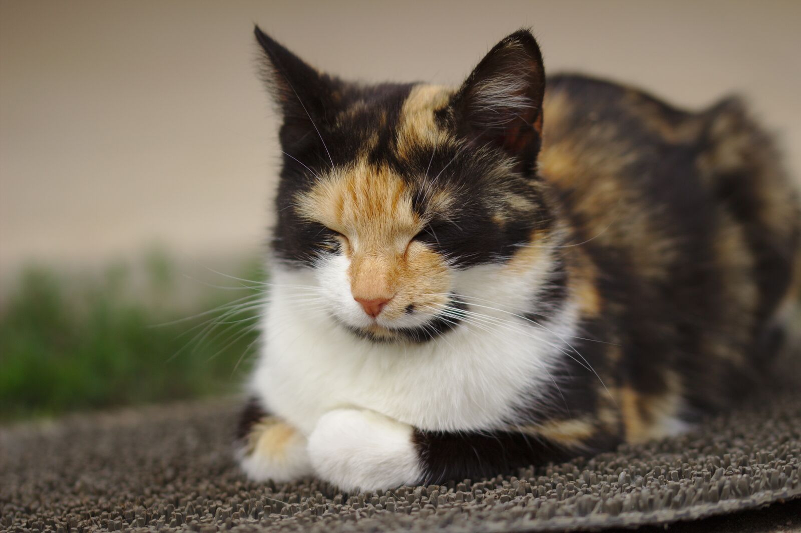 Canon EOS 600D (Rebel EOS T3i / EOS Kiss X5) sample photo. Cat, fluffy, fur photography