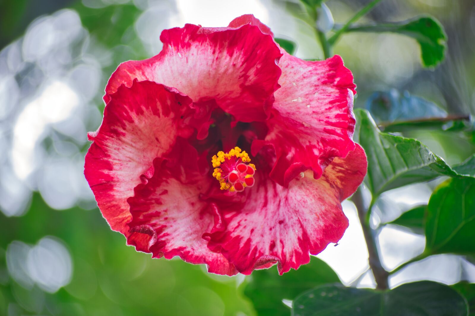 Nikon D3200 sample photo. Costa rica, garden, flower photography