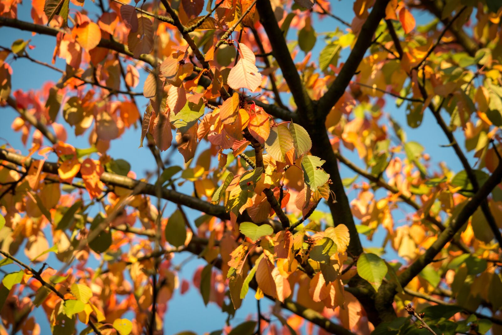 Samsung NX 50-200mm F4-5.6 ED OIS sample photo. Autumn, leaves, fall foliage photography