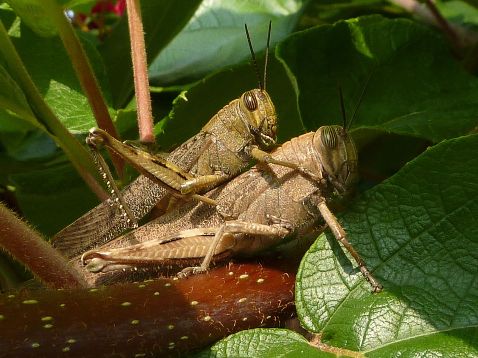 Panasonic DMC-TZ7 sample photo. Coupling, grasshoppers, insects photography