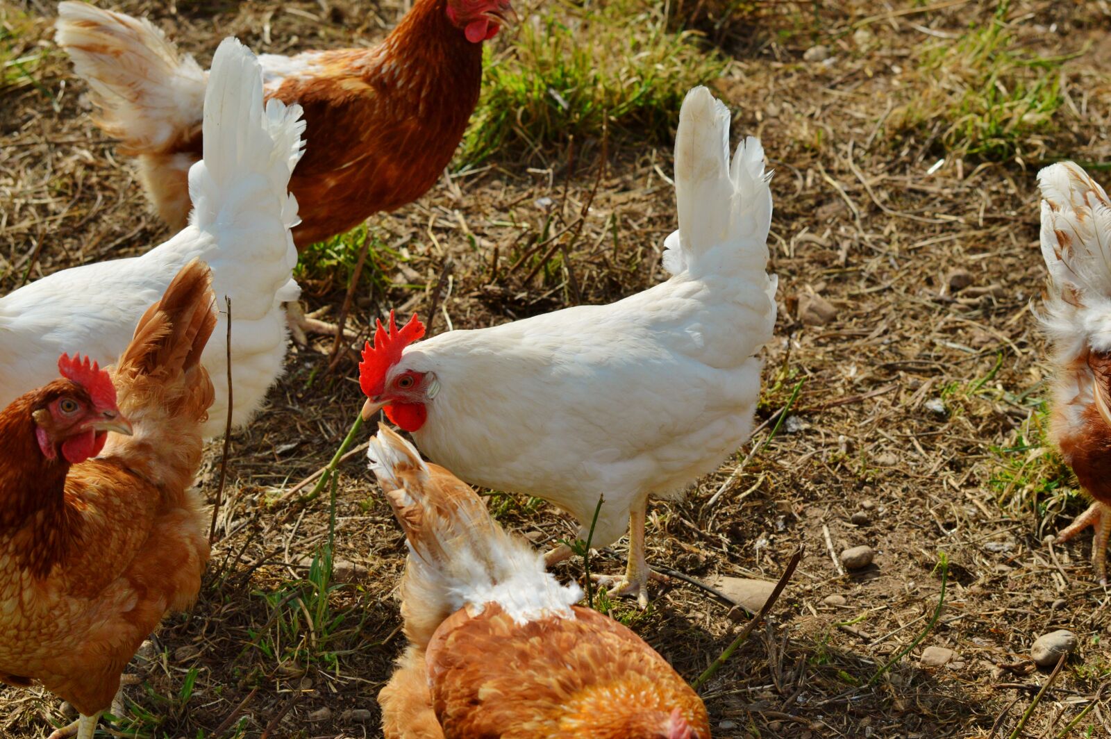 Nikon D3200 sample photo. Chicken, hen, poultry photography