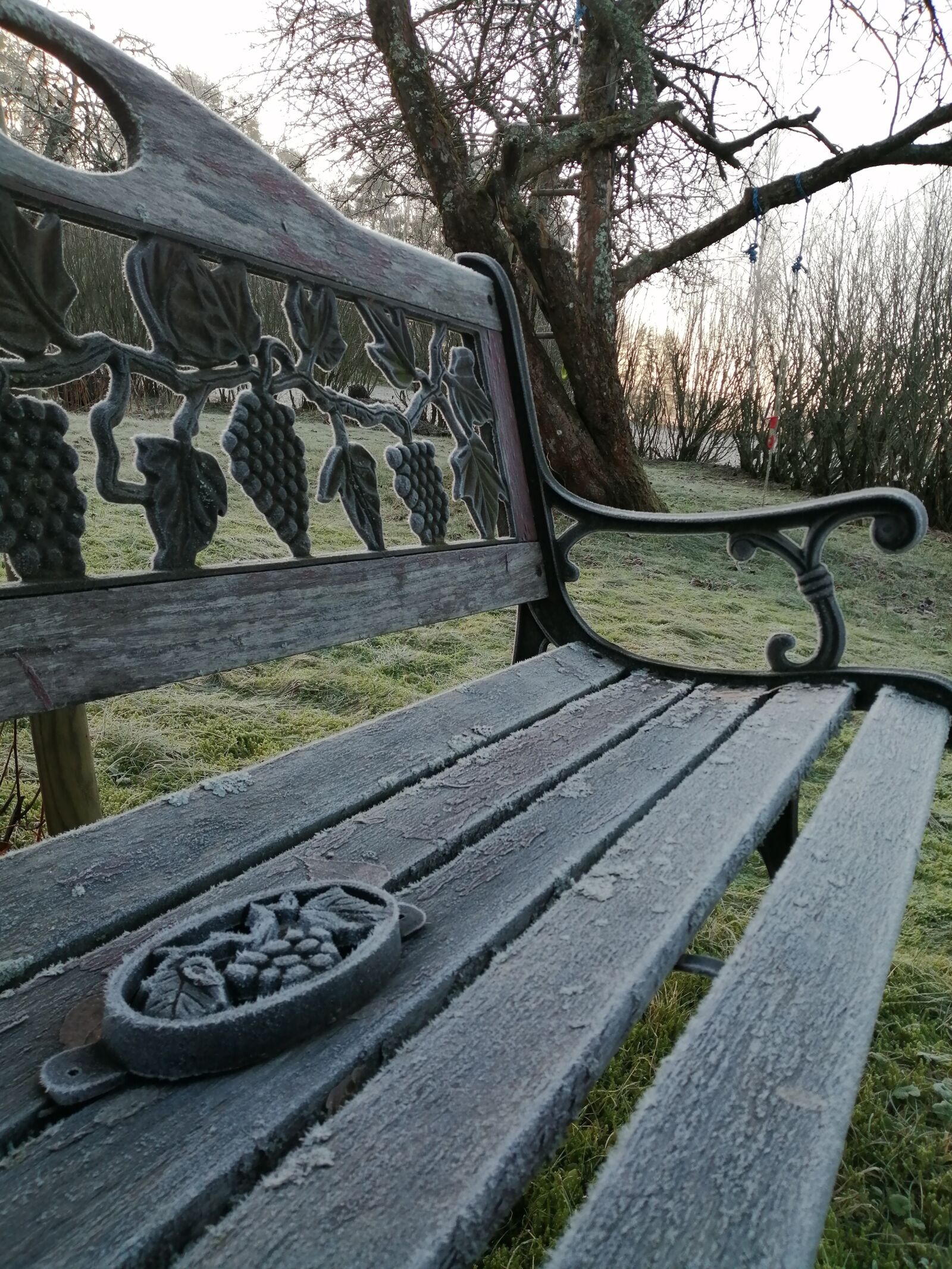 HUAWEI P SMART 2019 sample photo. Frost, winter, nature photography