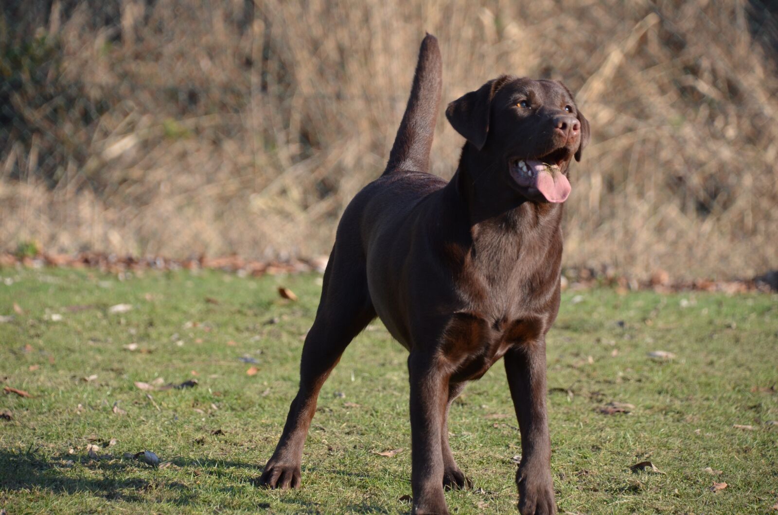 Nikon D5100 sample photo. Dog, labrador, standing photography