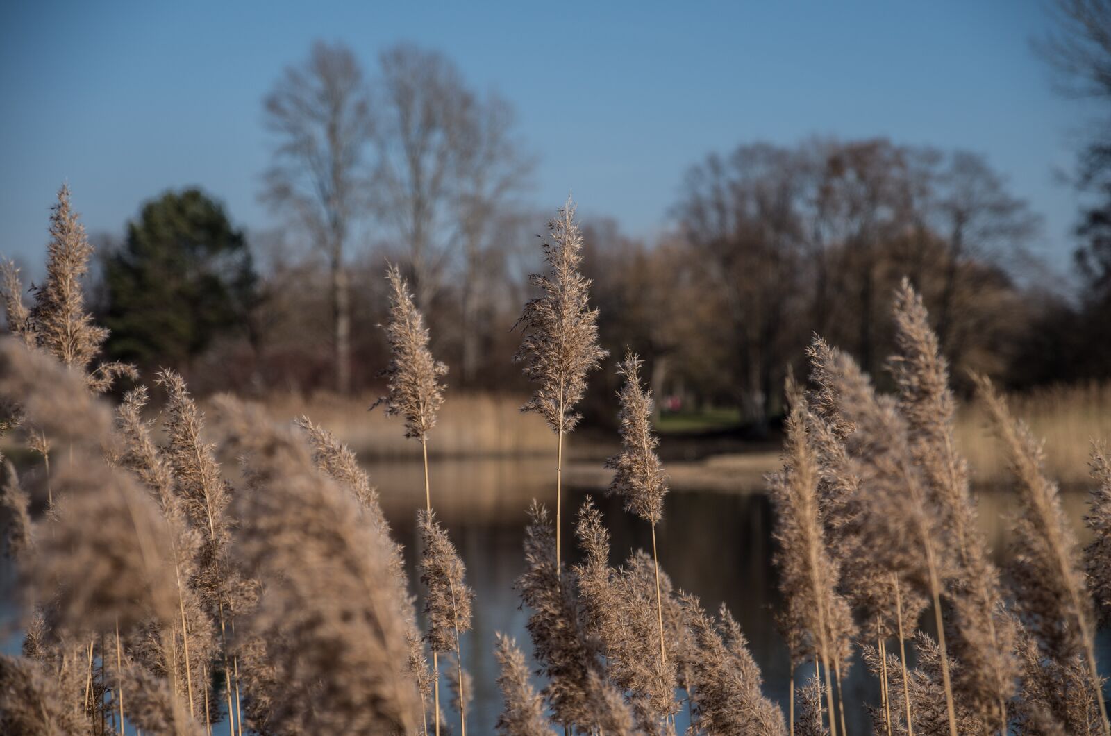 Pentax K-50 sample photo. Grasses, nature, landscape photography