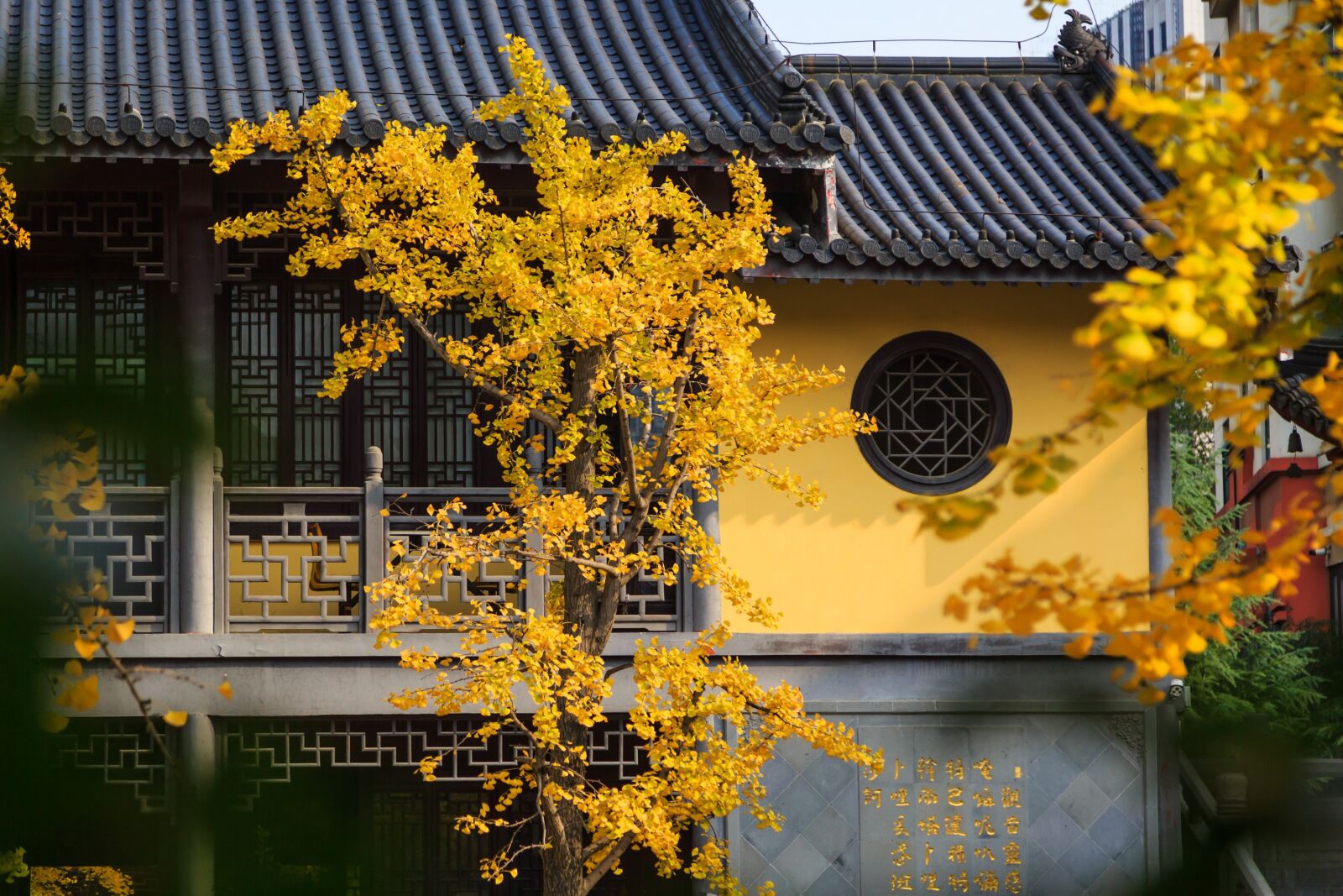 Canon EOS 5D Mark III sample photo. Nanjing, confucius temple, ginkgo photography