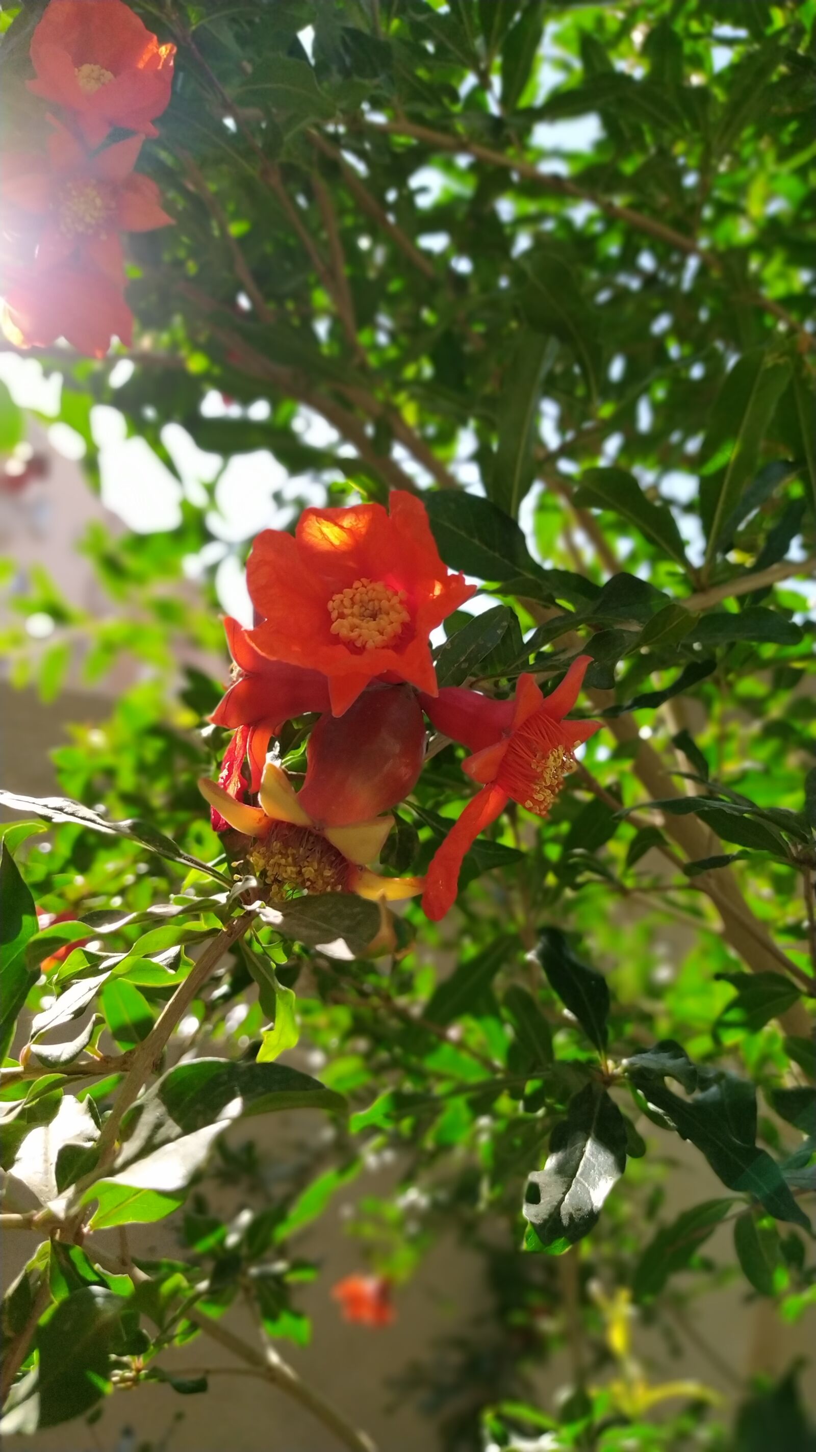 Xiaomi Redmi Note 8 sample photo. Green, tree, red flower photography