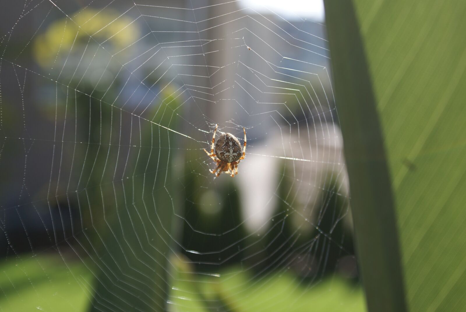 Sony Alpha DSLR-A100 sample photo. Summer, spider, cobweb photography