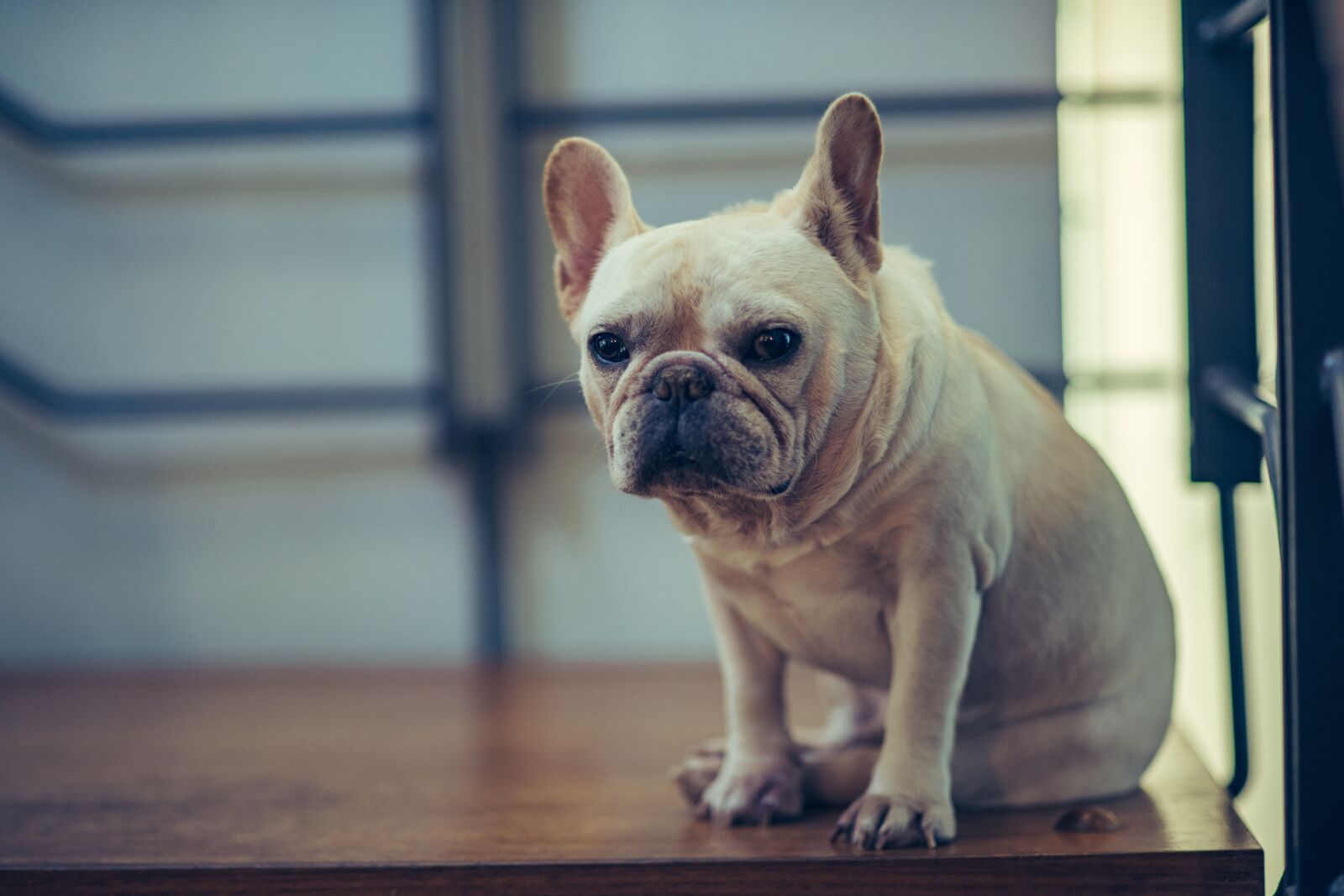 85mm F1.4 sample photo. Pet, dog, french bulldog photography