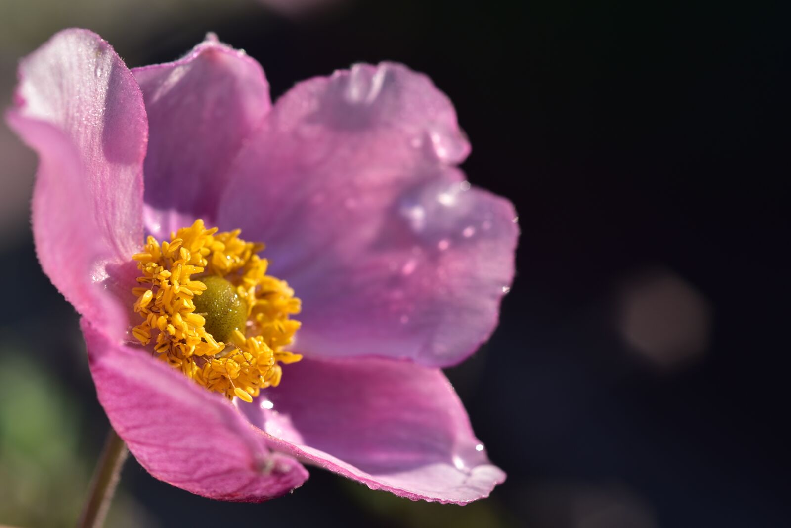 Nikon D750 sample photo. Anemone, blossom, bloom photography