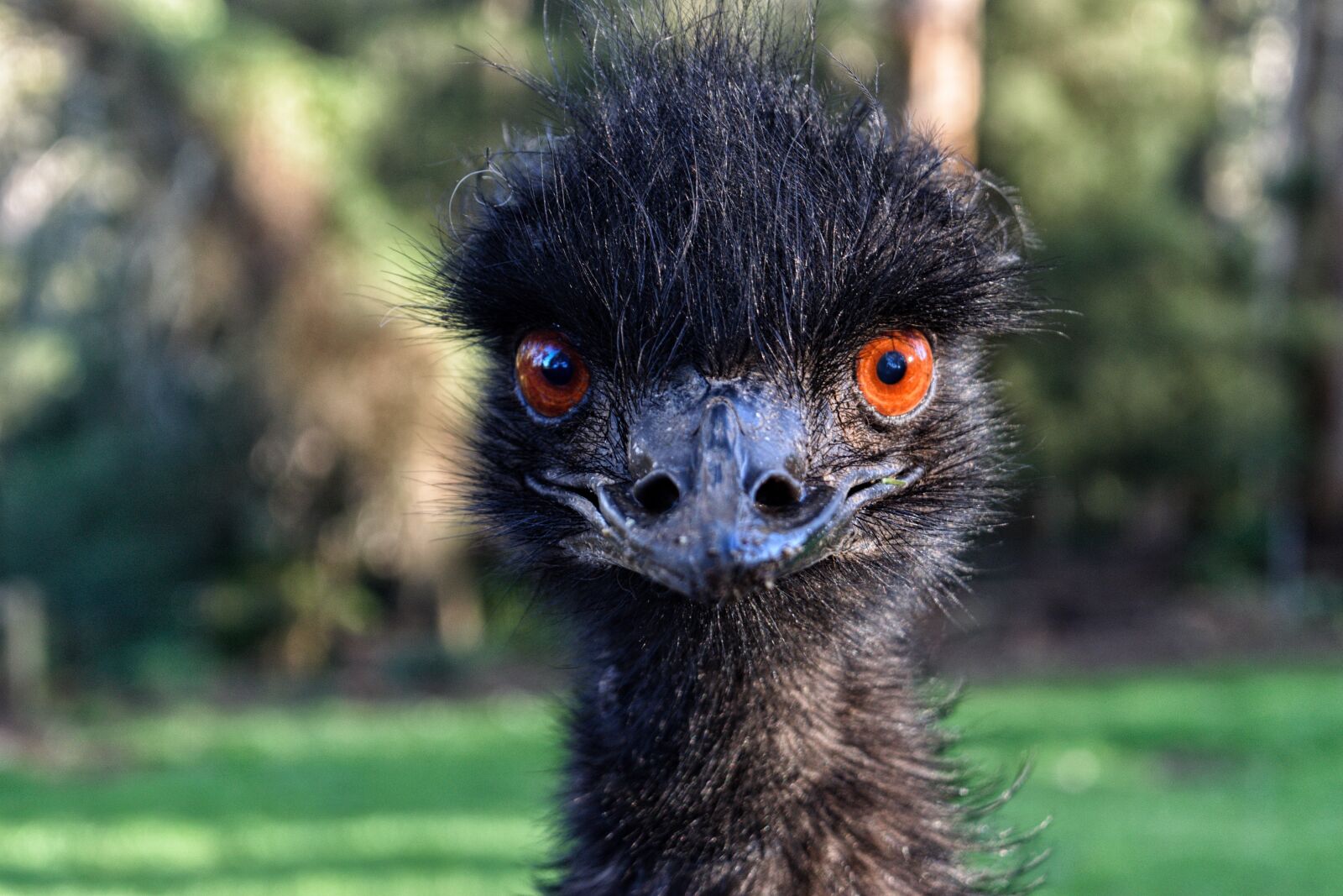 Nikon D3300 sample photo. Emu, australia, bird photography