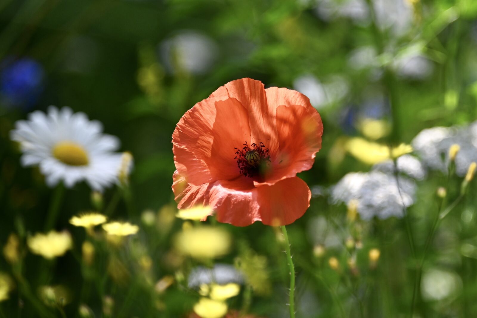 Nikon Z6 sample photo. Flower meadow, poppy, daisy photography
