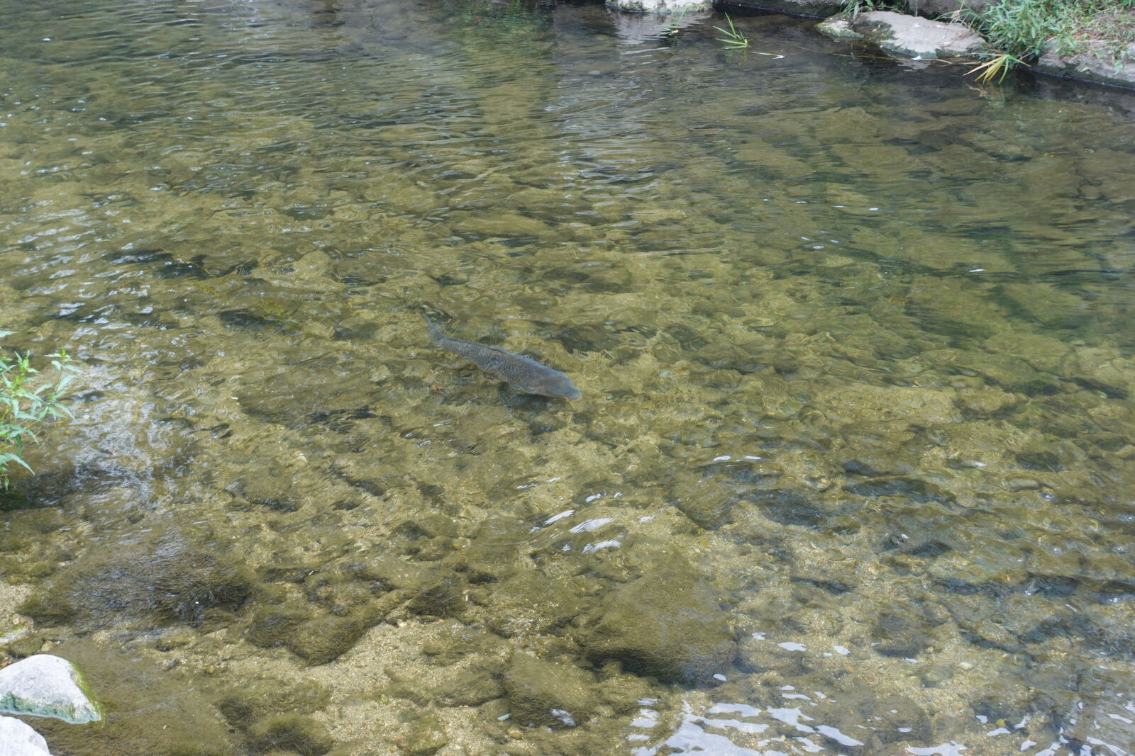 Sony ZV-1 sample photo