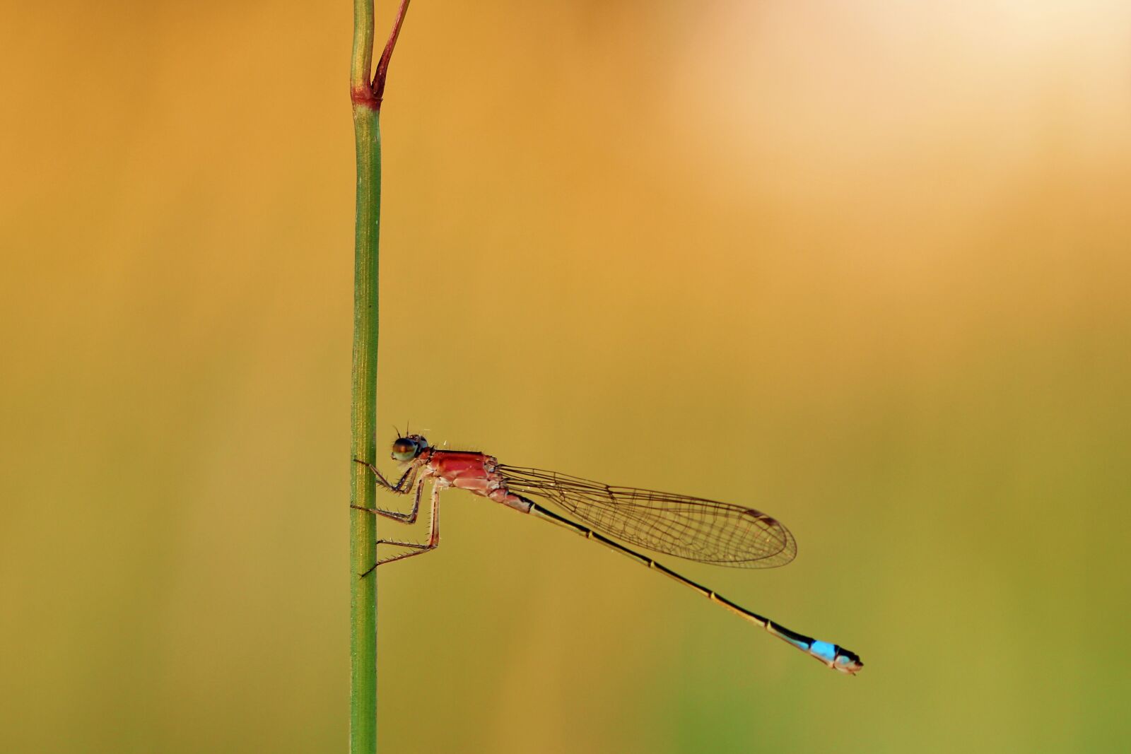 Tamron SP 90mm F2.8 Di VC USD 1:1 Macro sample photo. Bad luck dragonfly, female photography
