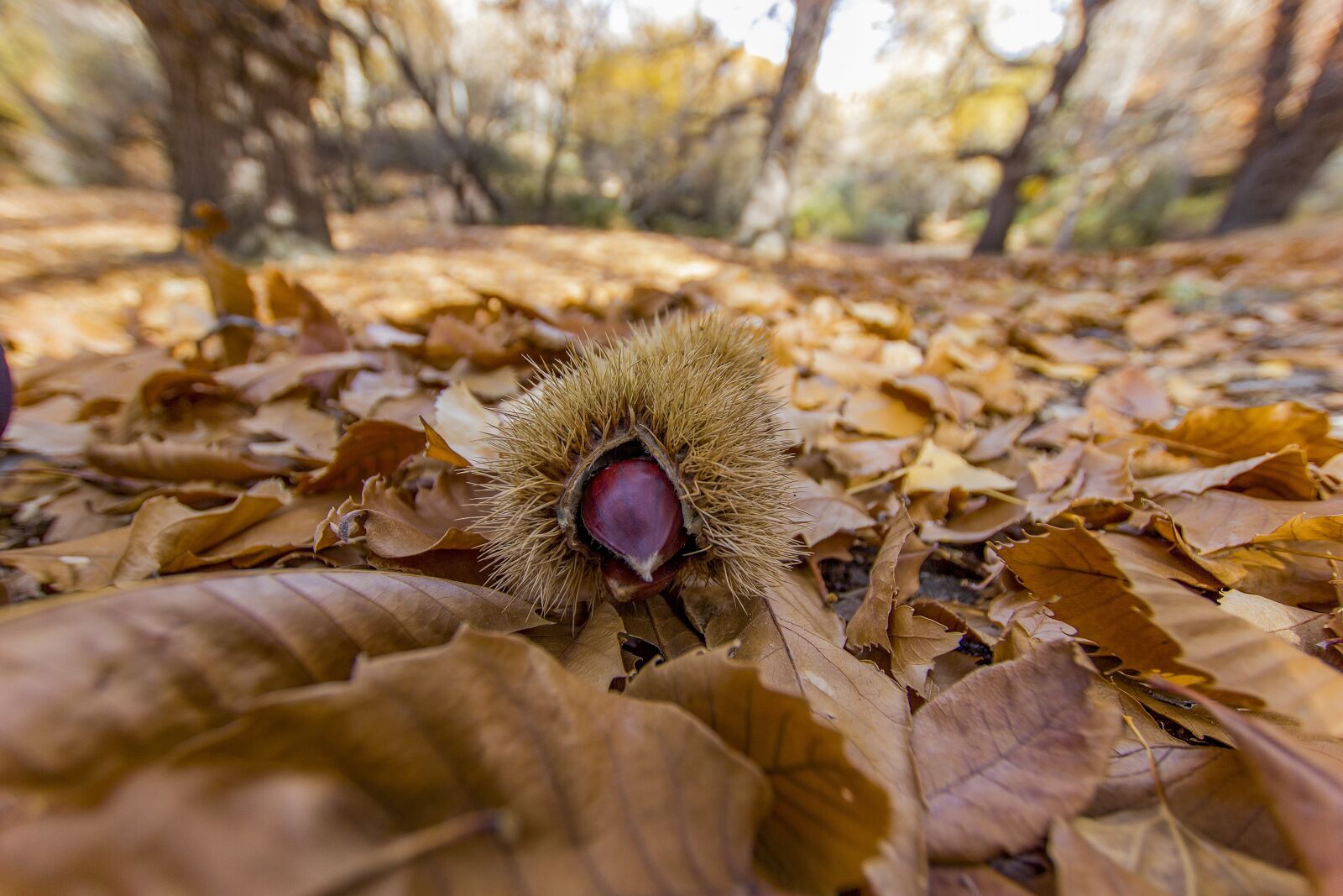 Canon EOS 550D (EOS Rebel T2i / EOS Kiss X4) sample photo. Autumn, leaves, nature photography