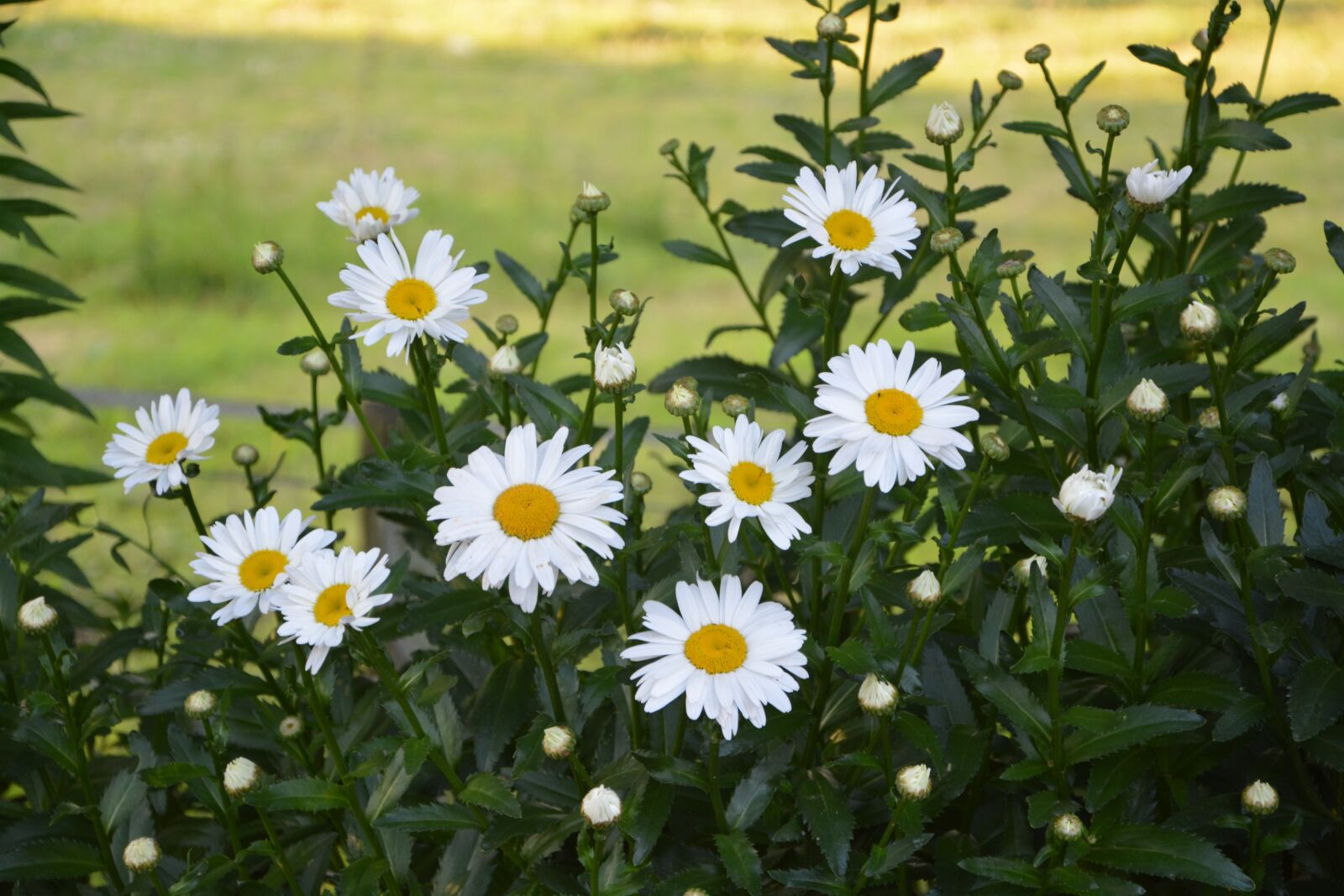 Nikon D5200 sample photo. Daisies, flowers, white yellow photography