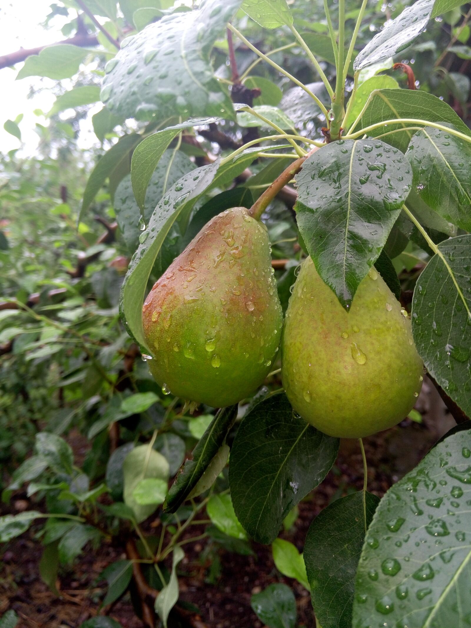 Meizu MX4 sample photo. Nature, pears, rain photography