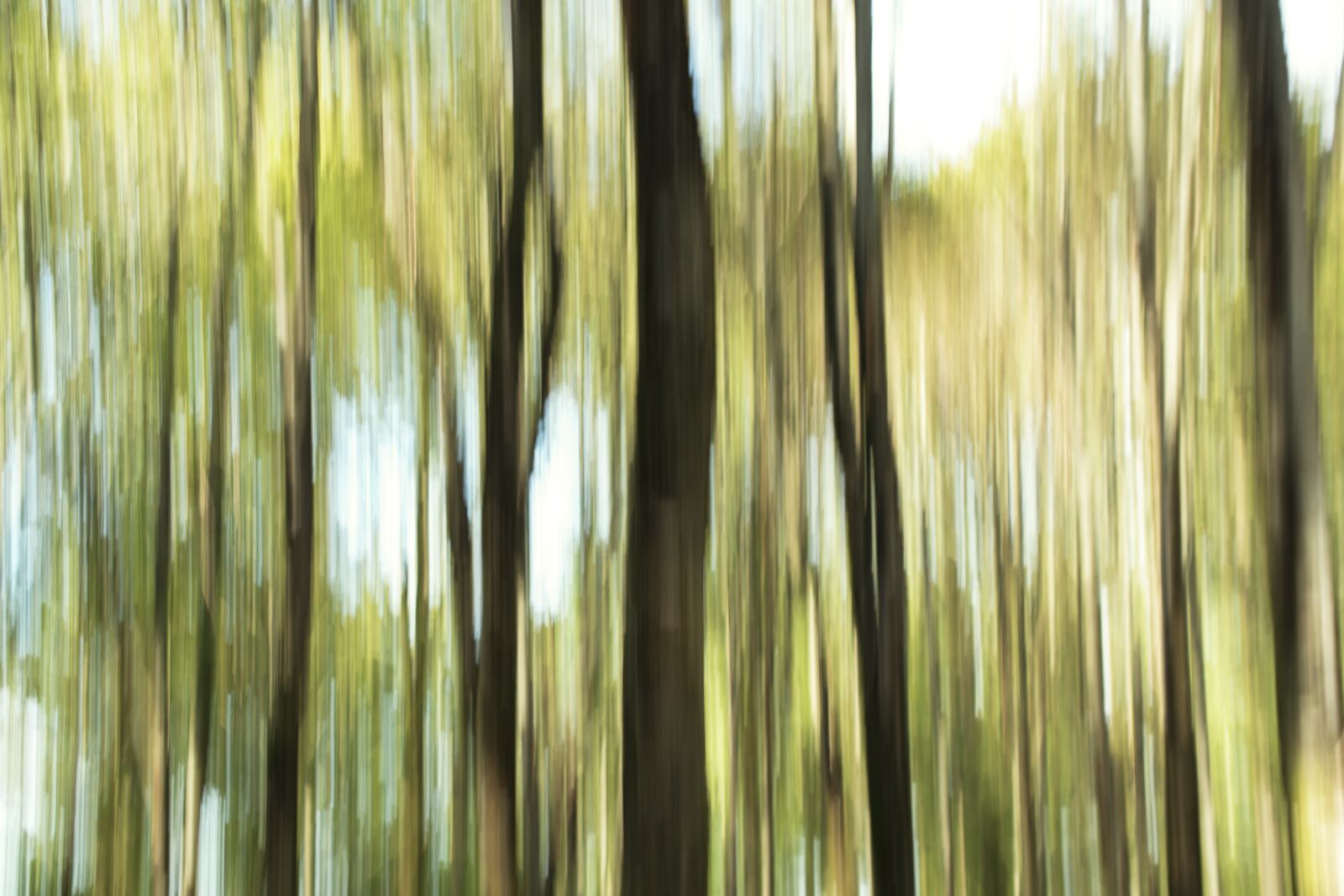 Nikon D5600 sample photo. Forest, trees, nature photography