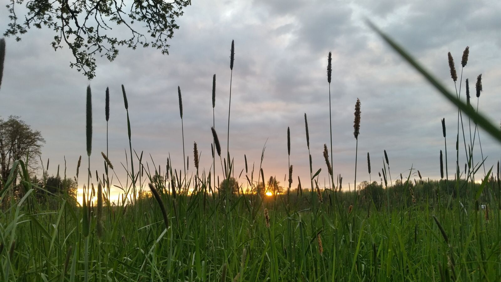 Samsung Galaxy S5 sample photo. Grass, nature, growth photography
