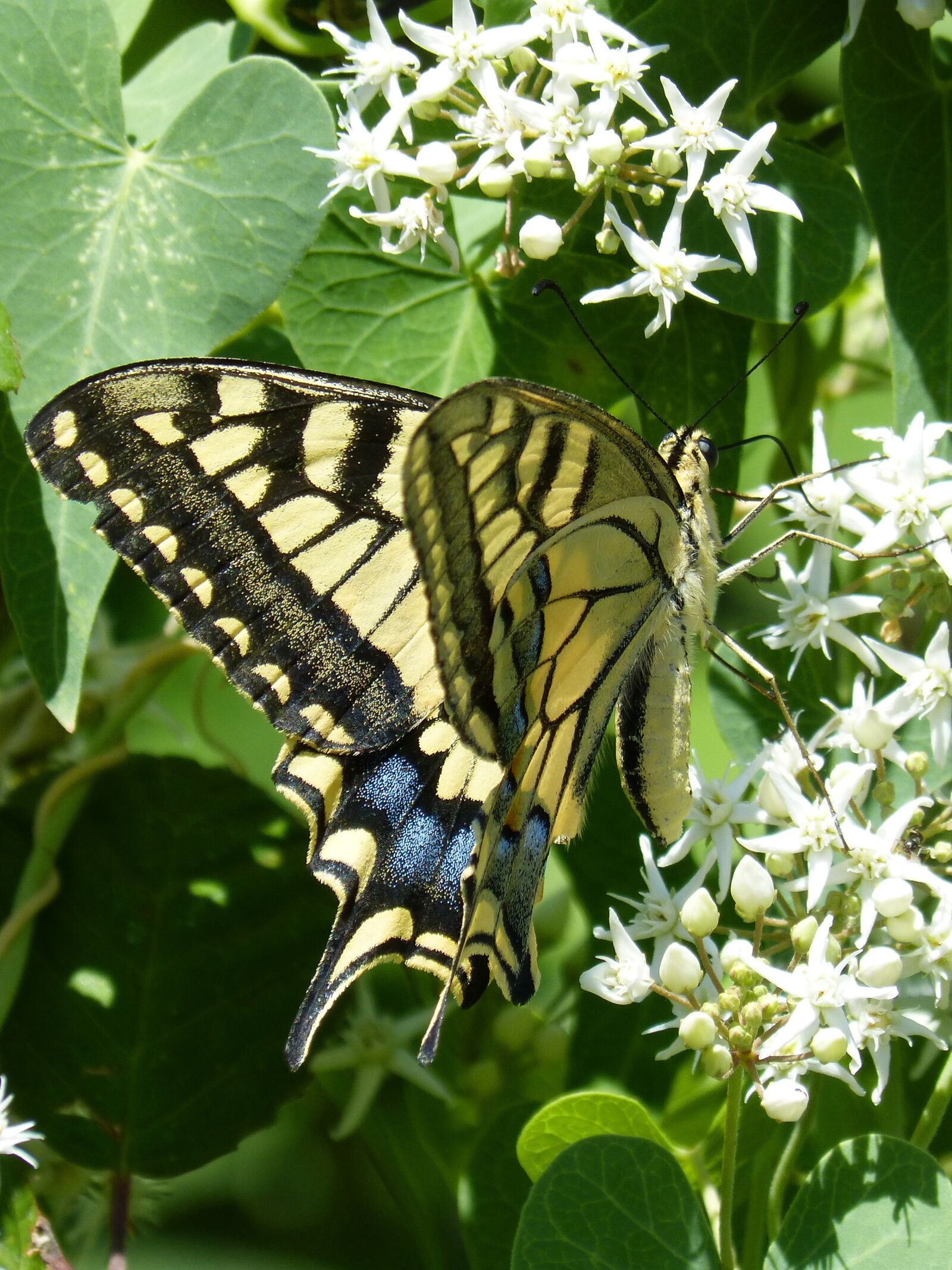 Panasonic DMC-FZ62 sample photo. Butterfly, libar, machaon photography
