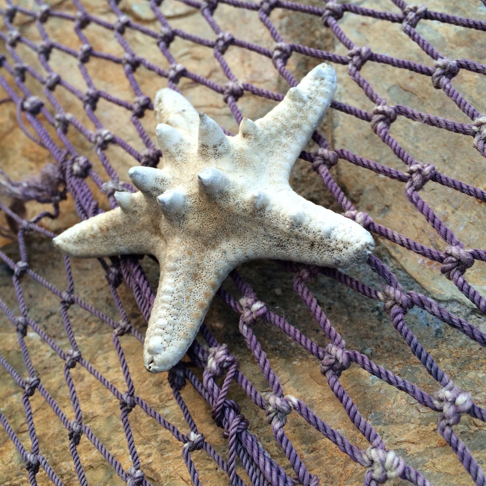 Apple iPhone 5s sample photo. Starfish, fishing net, marine photography