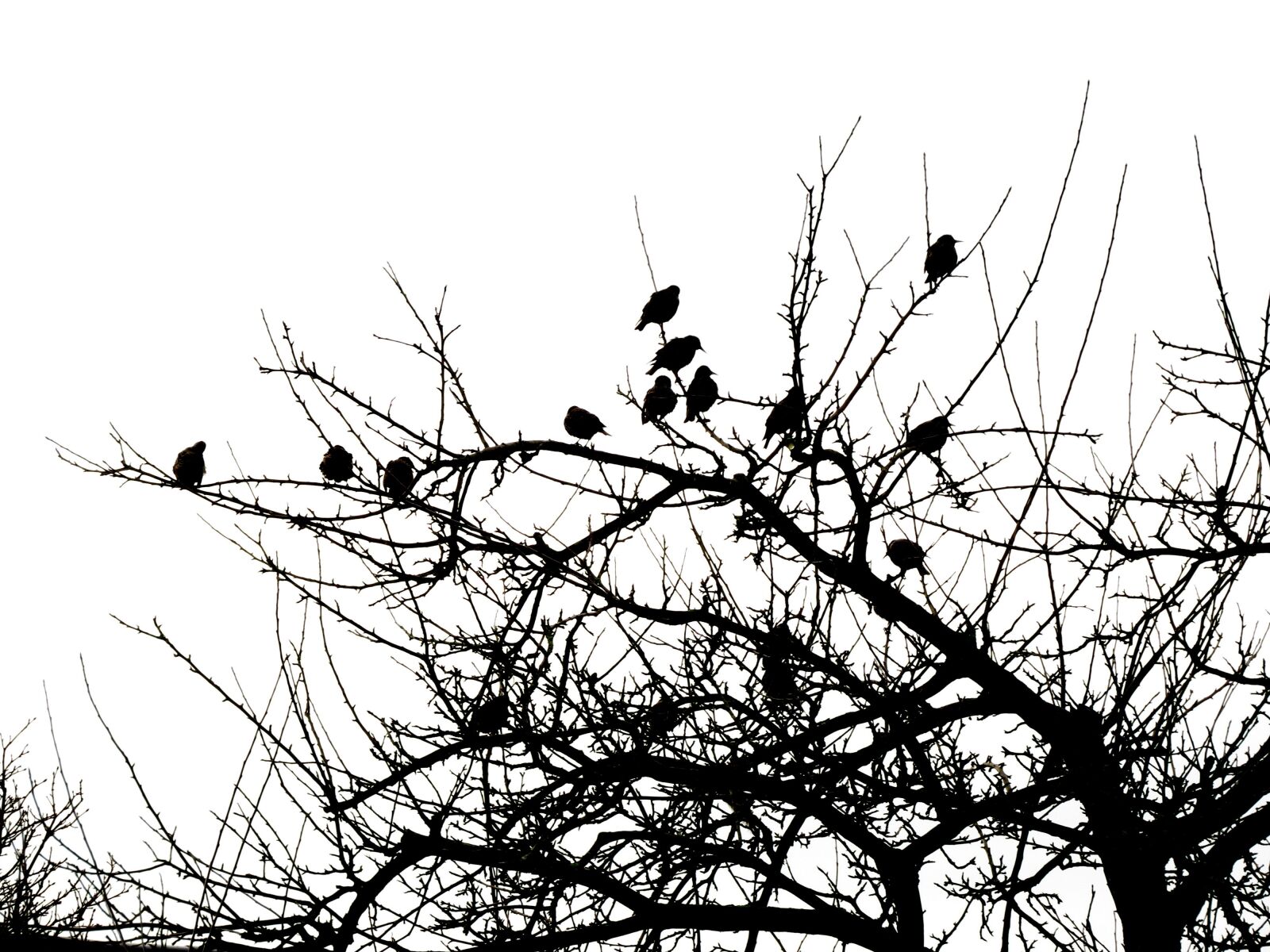 Canon PowerShot SX50 HS sample photo. Birds, tree, black photography