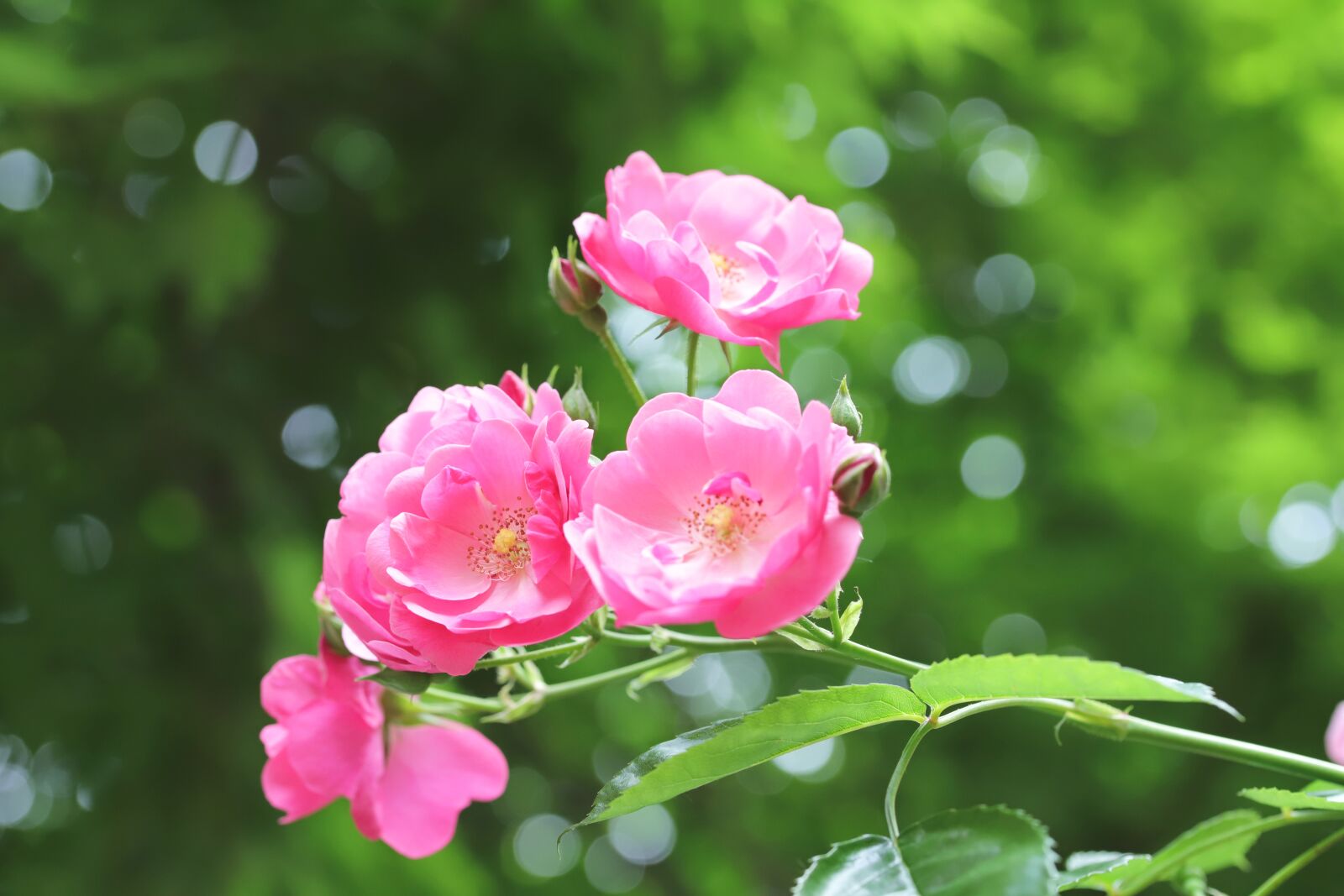 Canon EOS 6D Mark II sample photo. Rose, flowers, pretty flowers photography