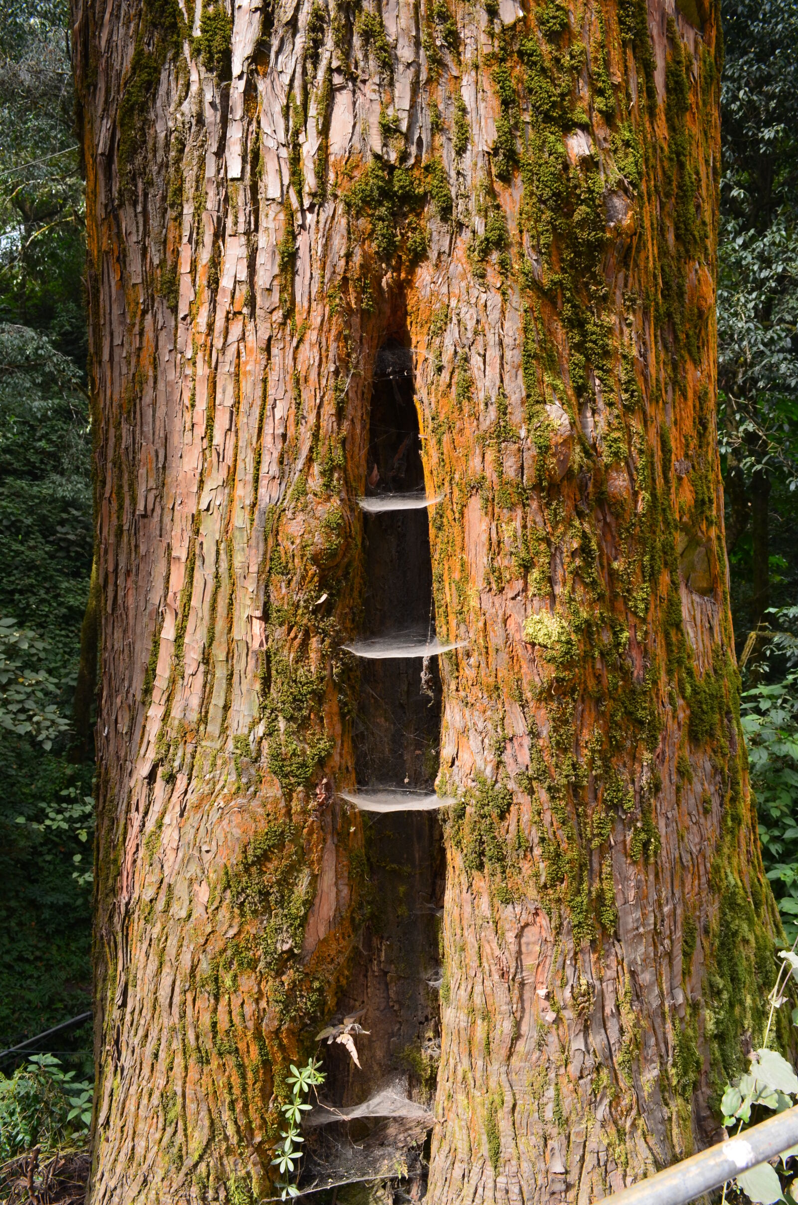 Nikon D5100 sample photo. Tree, tree, bark photography