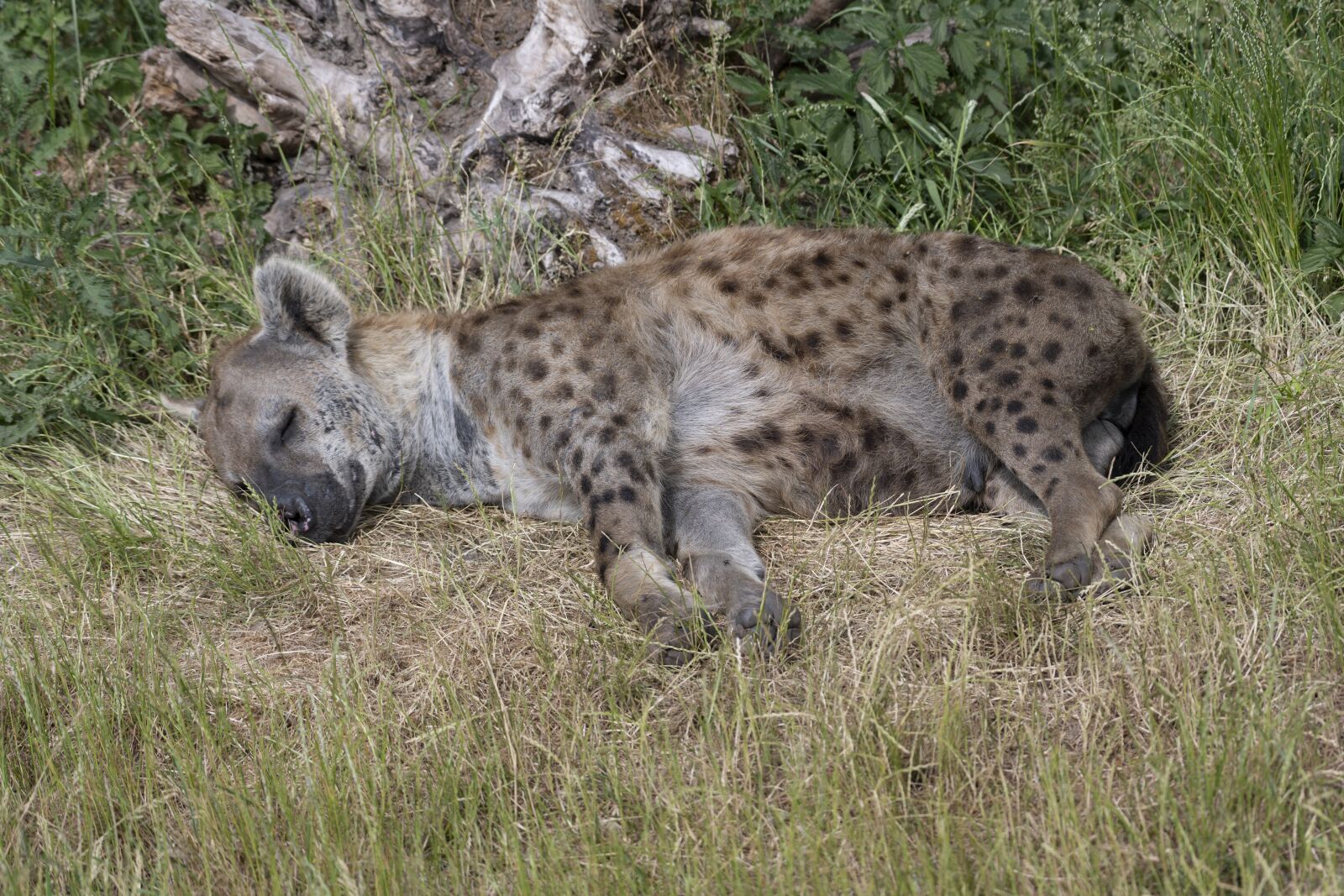 Nikon Z7 sample photo. Hyena, predator, carnivores photography