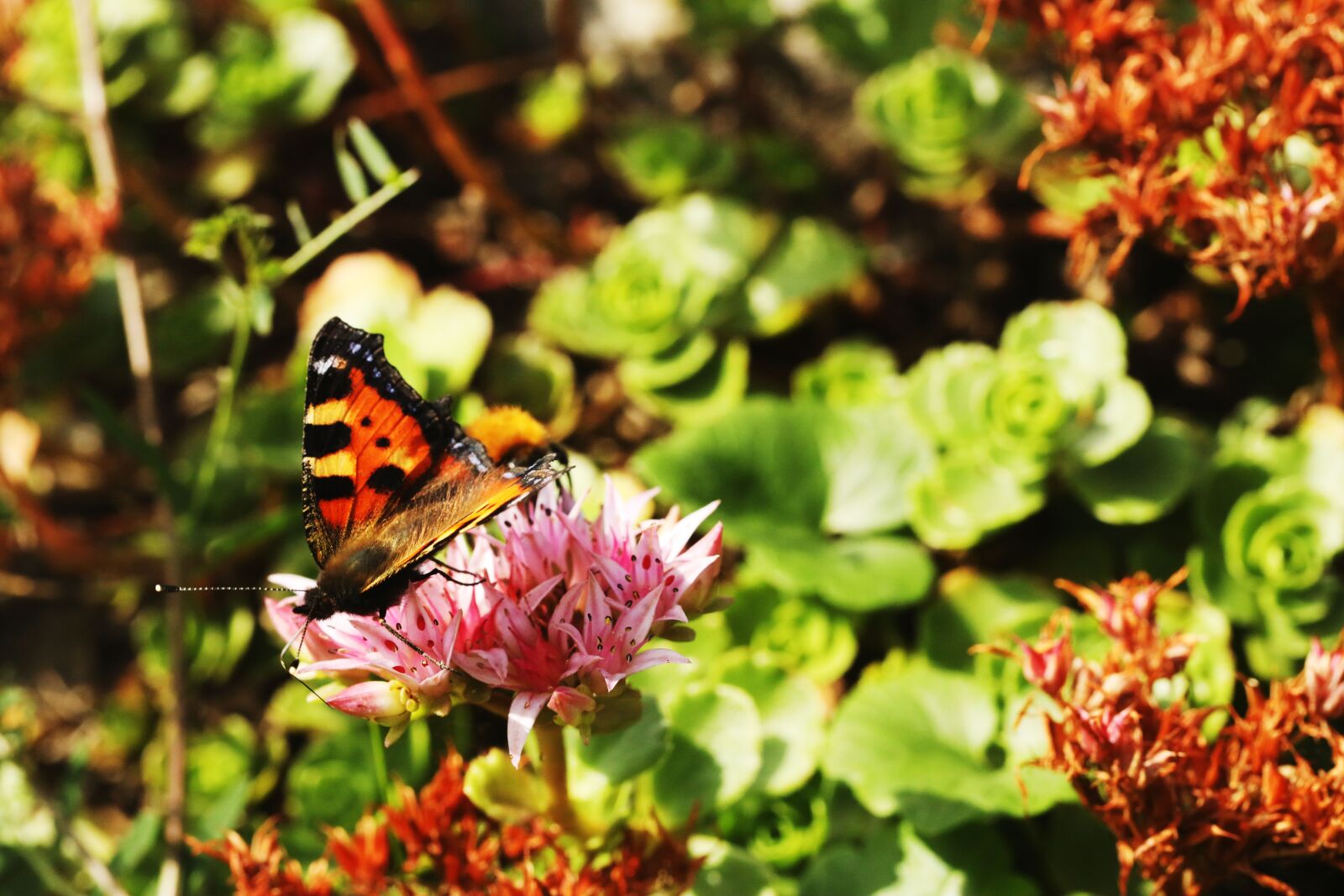 Canon EF 100mm F2.8L Macro IS USM sample photo. Butterfly, summer, nature photography