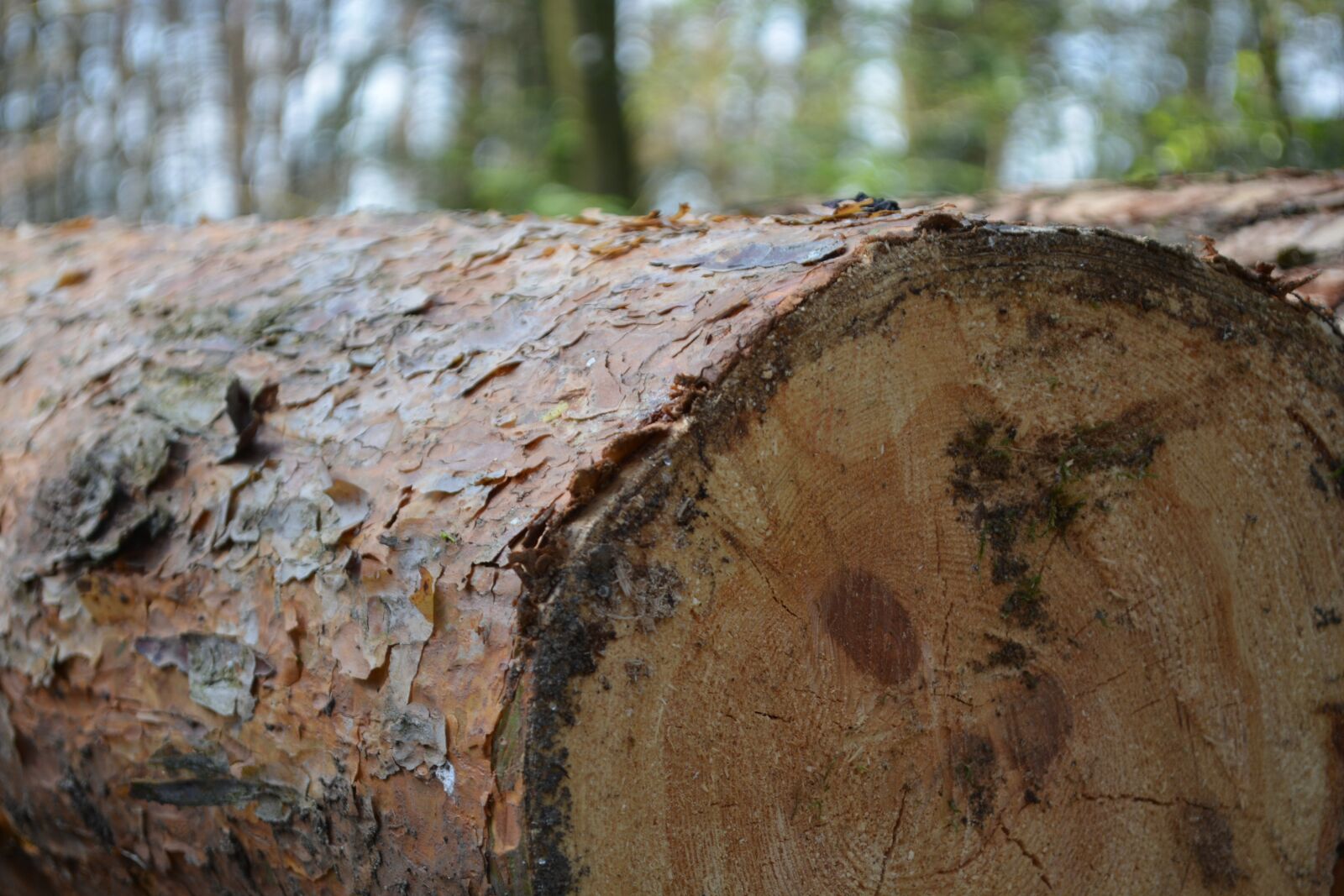 Nikon D5200 sample photo. Tree, log, green photography