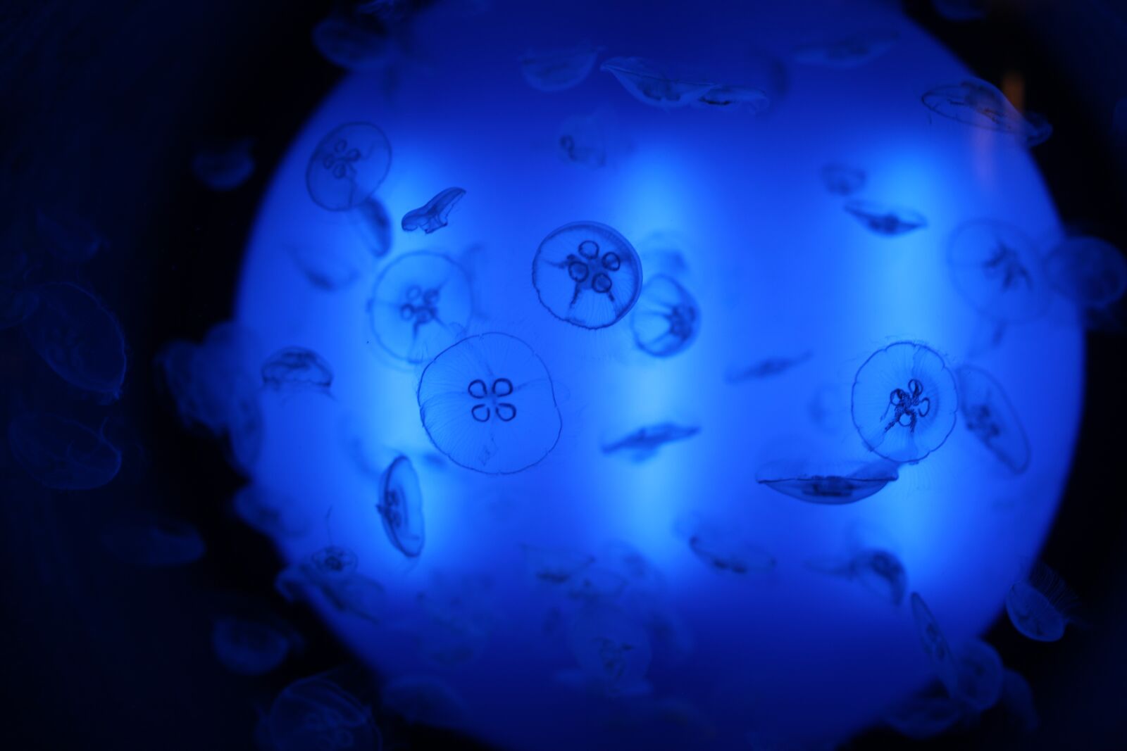 Canon EOS 5D Mark II sample photo. Jellyfish, blue, translucent photography