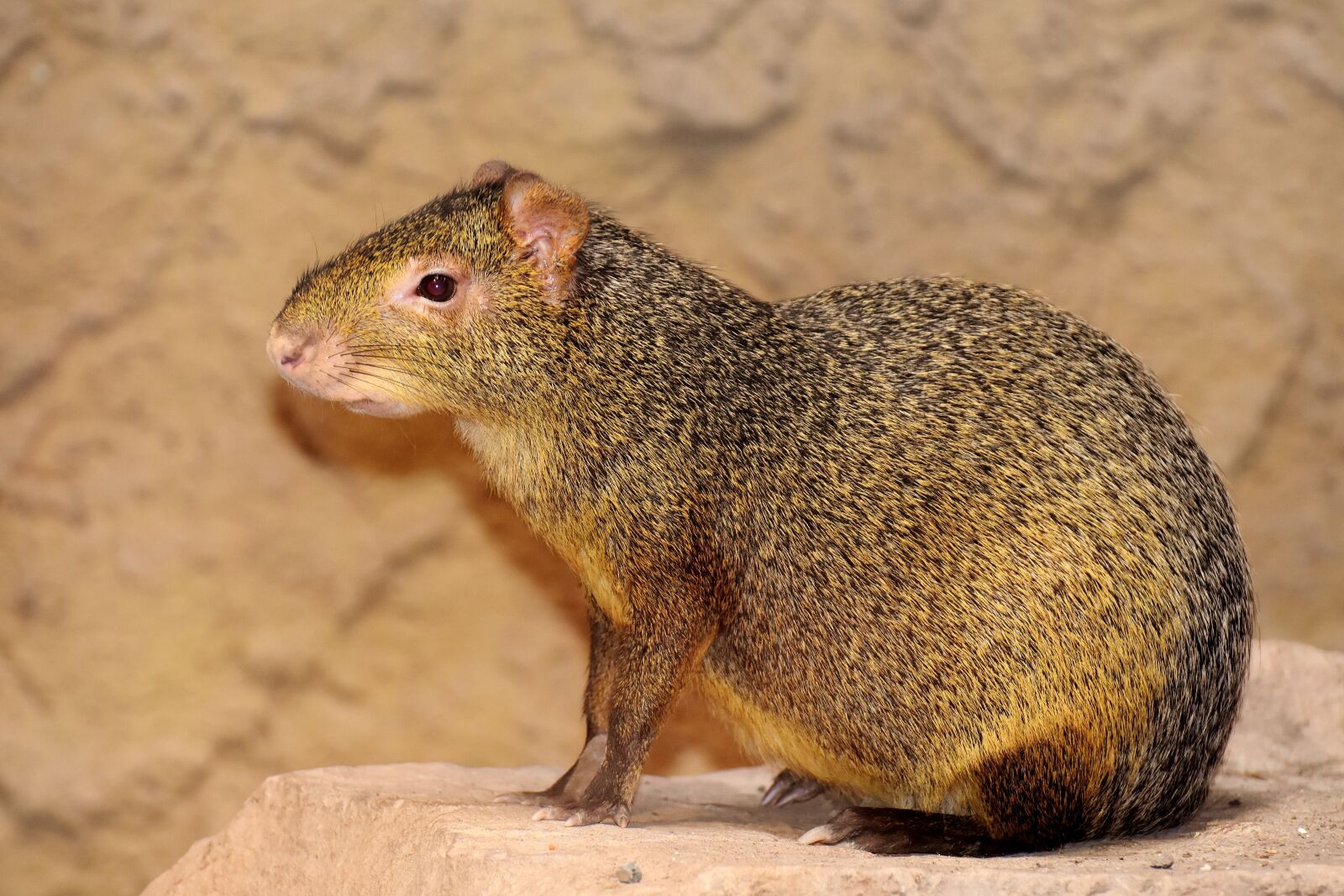 Nikon D7200 sample photo. Azara-aguti, wild animal, rainforest photography