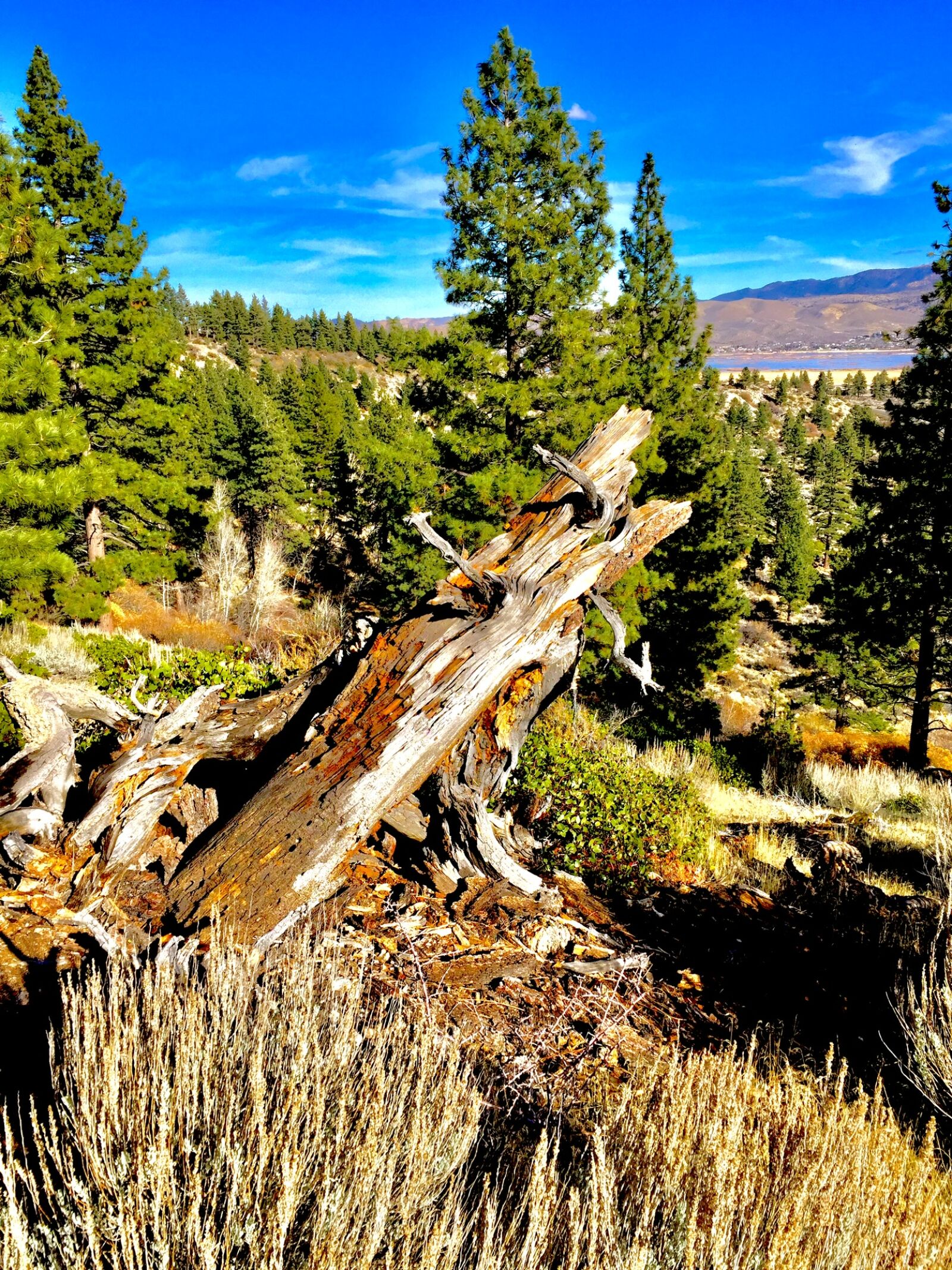 Apple iPhone 6 sample photo. Brown, tree, log, near photography