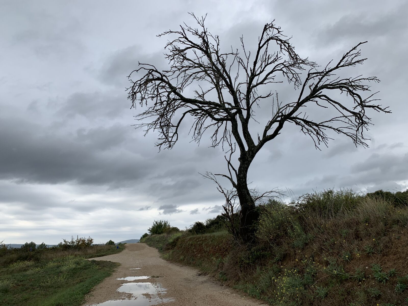 Apple iPhone XS sample photo. Tree, death, nature photography