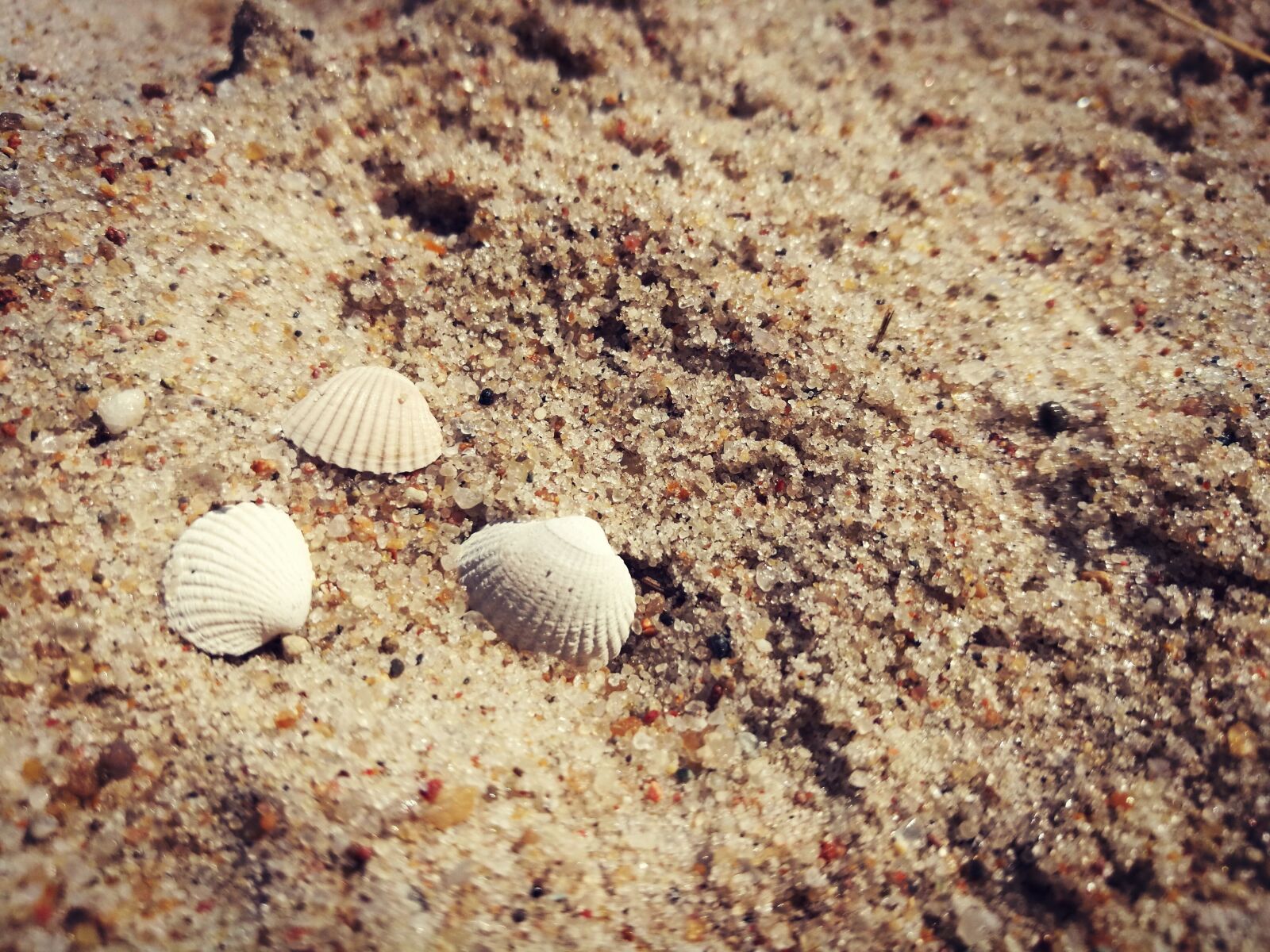 HUAWEI P9 sample photo. Beach, shells, sand photography