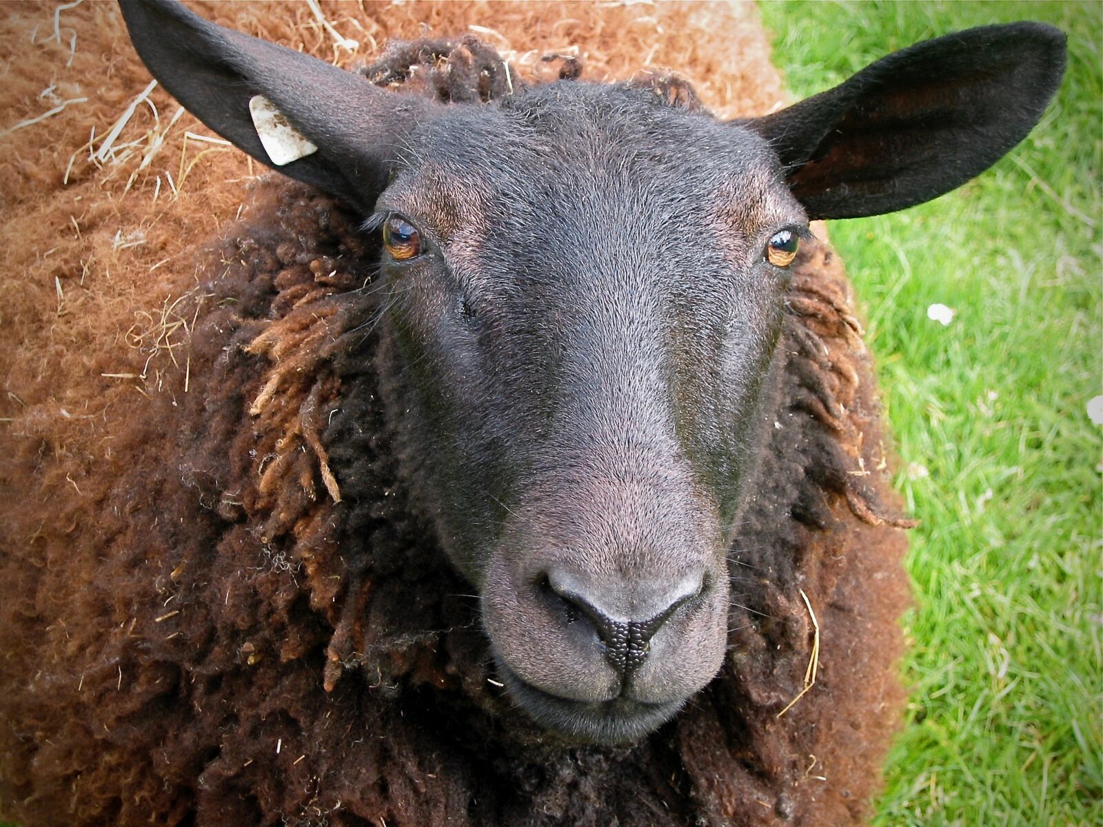 Canon POWERSHOT S40 sample photo. Sheep, pet, livestock photography