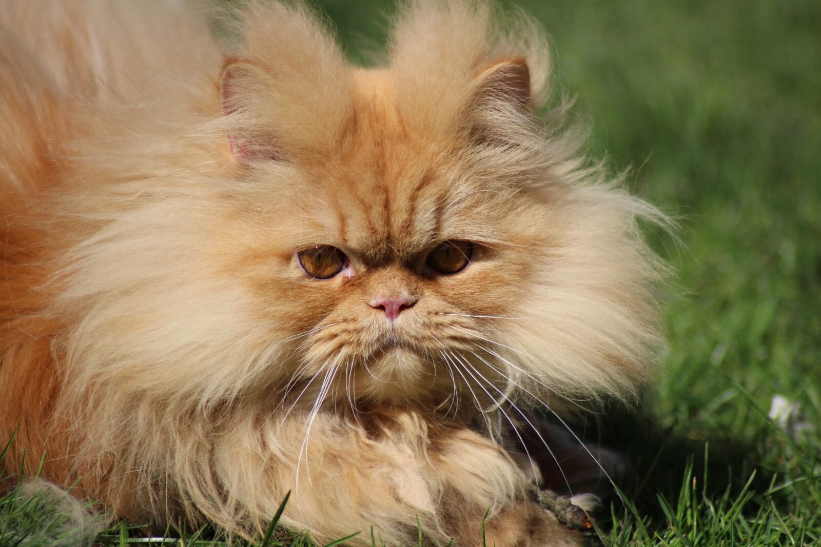 Canon EOS 700D (EOS Rebel T5i / EOS Kiss X7i) sample photo. Animal, cute, cat photography