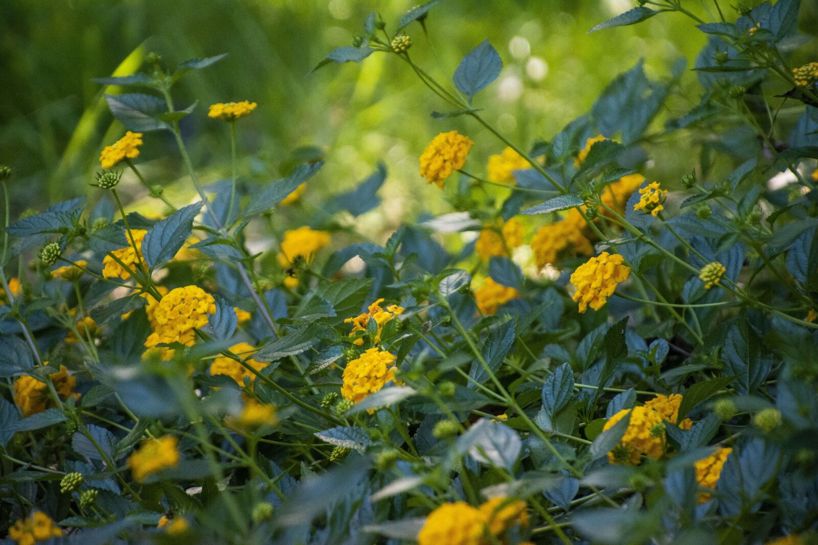 Nikon D7100 sample photo. Nature, flowers, summer photography
