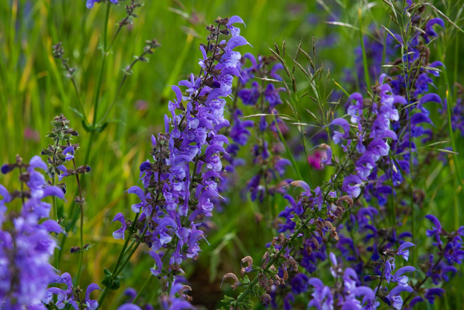 Nikon D850 sample photo. Meadow, sage, nature photography