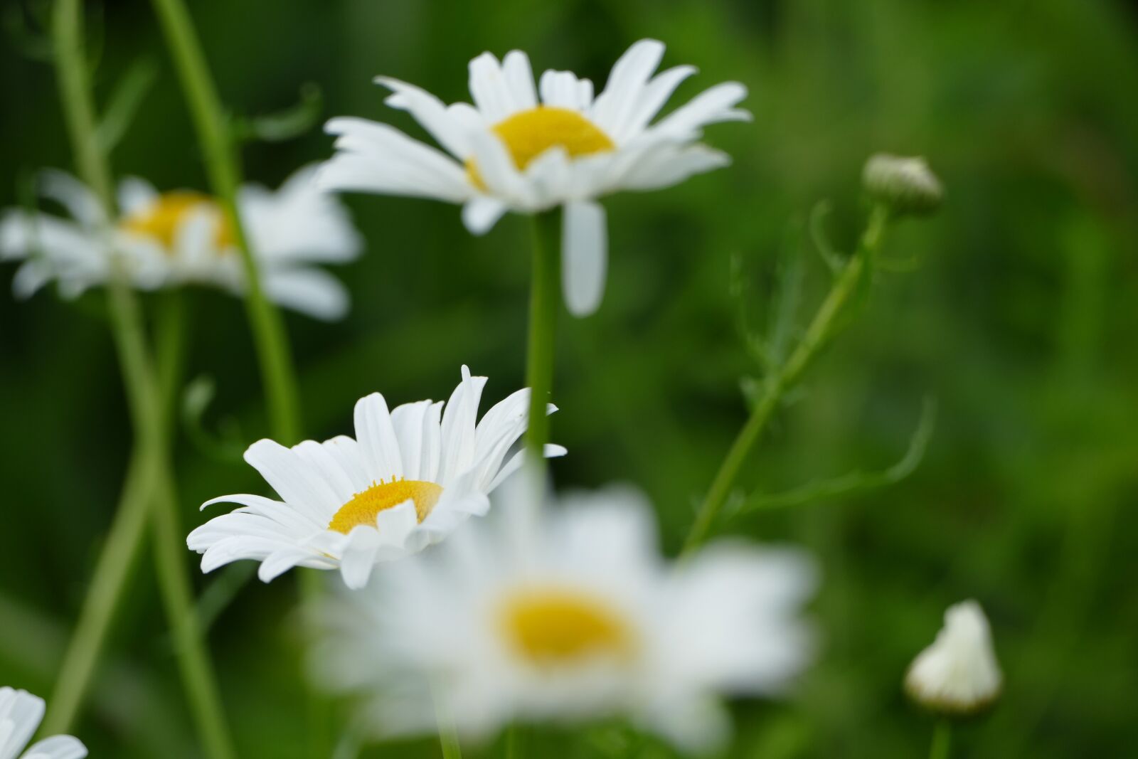 Panasonic Lumix DMC-FZ1000 sample photo. Flower, daisy, white photography