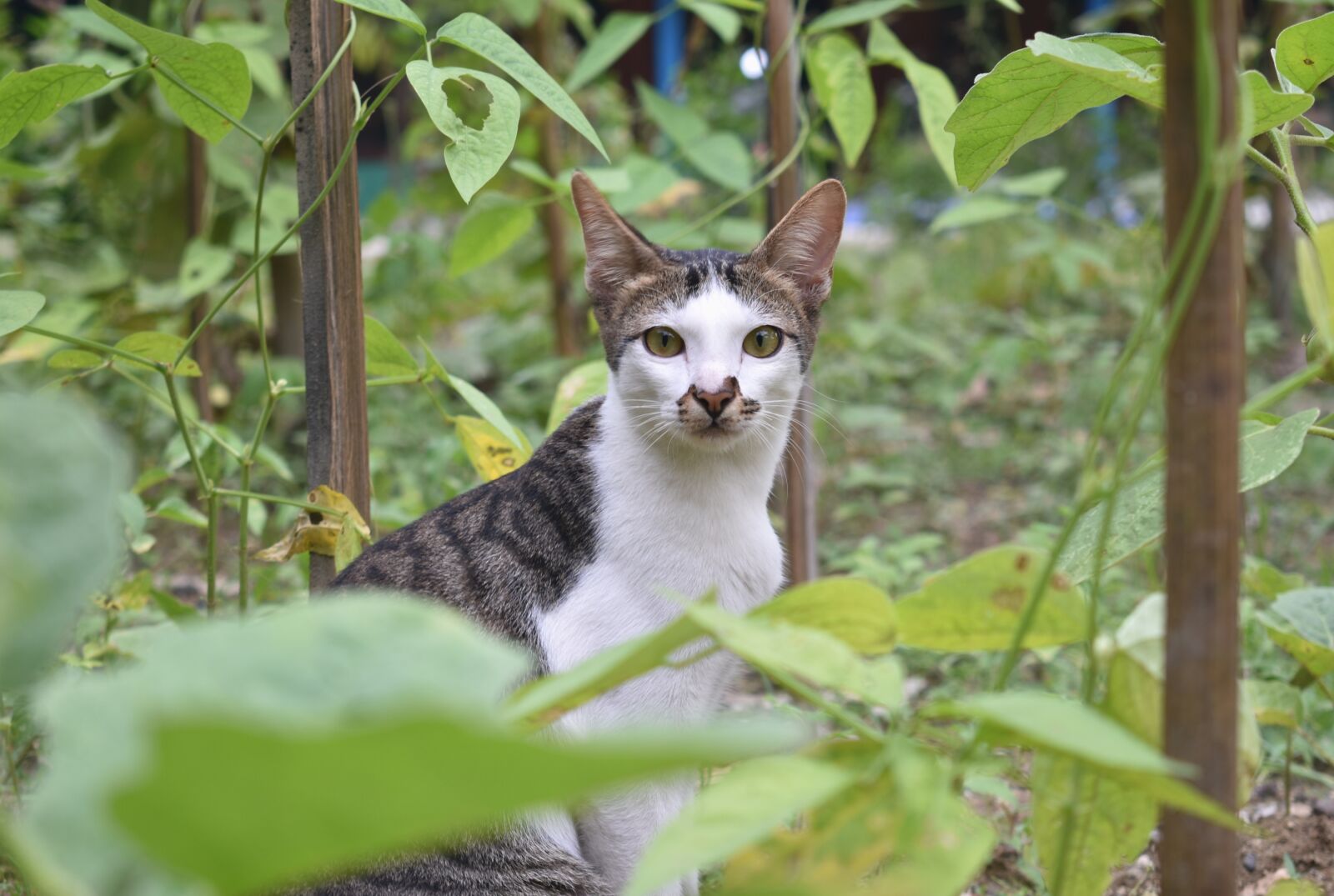 Nikon D3400 sample photo. Cat, shocked, animal photography